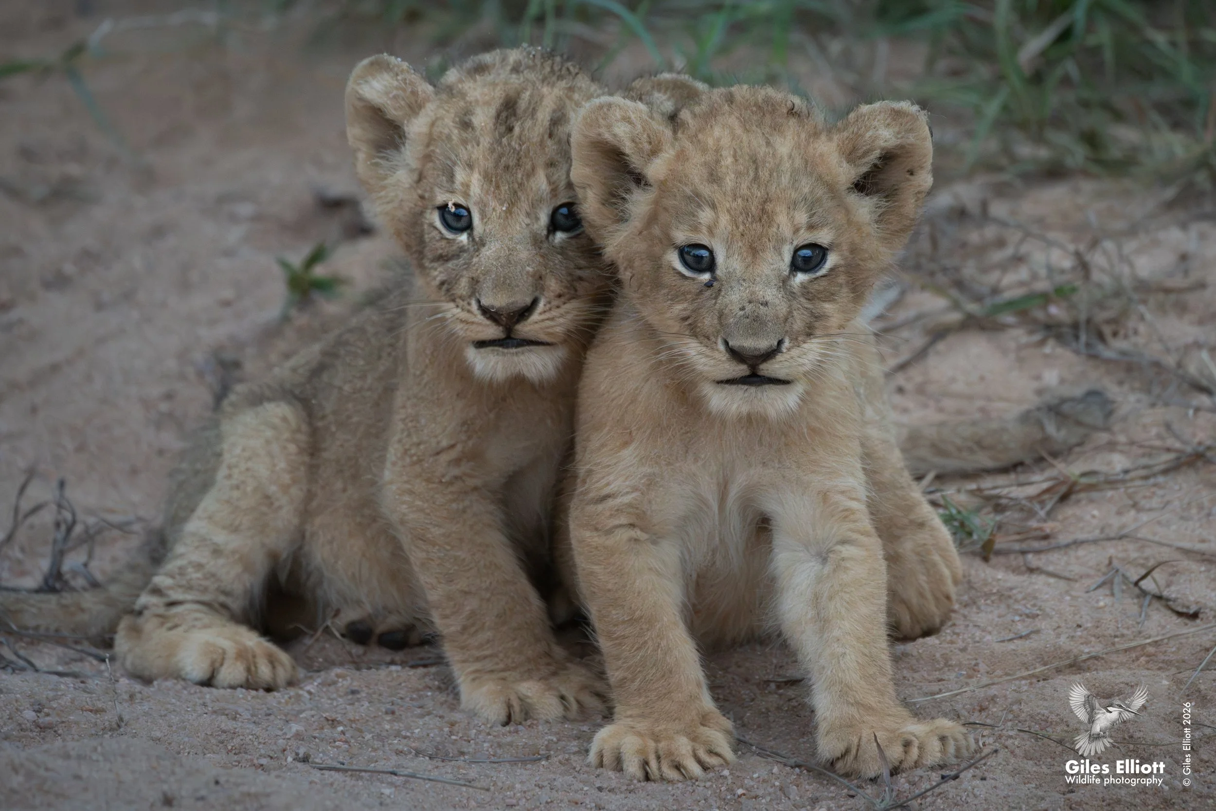 lion cub  21.jpg