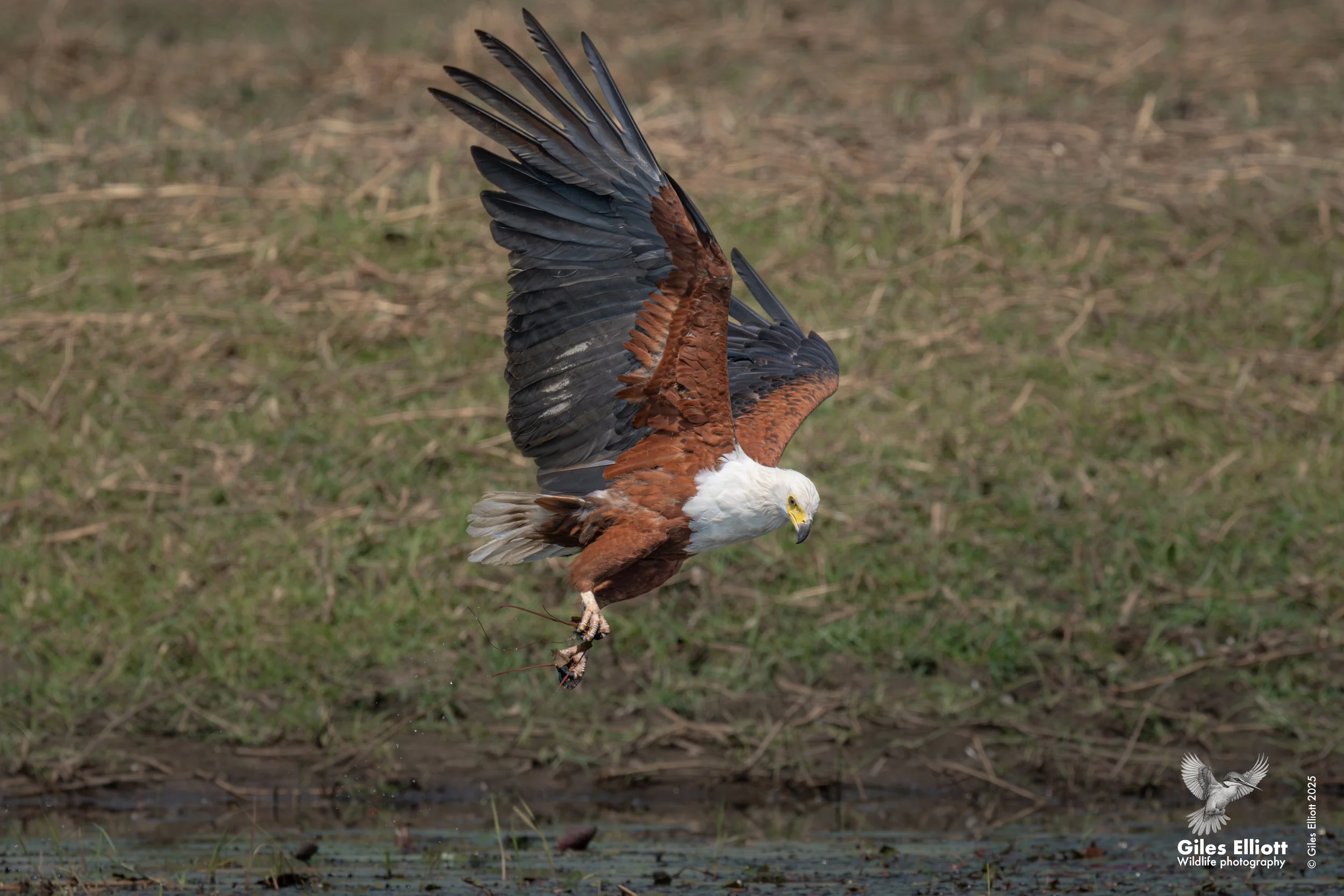 African fish eagle