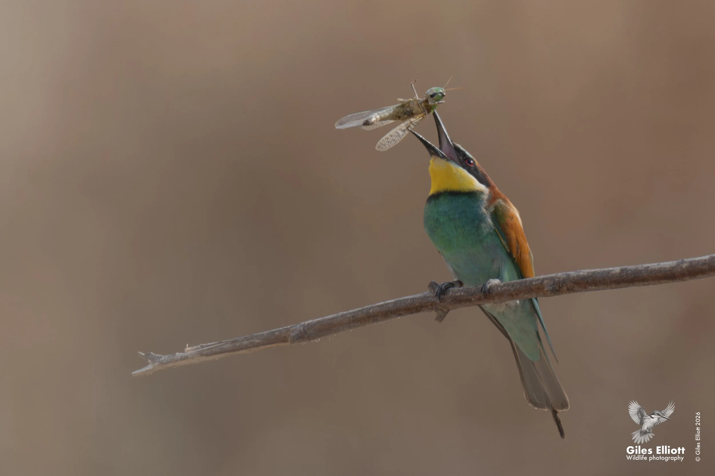 bee eaters 61.jpg