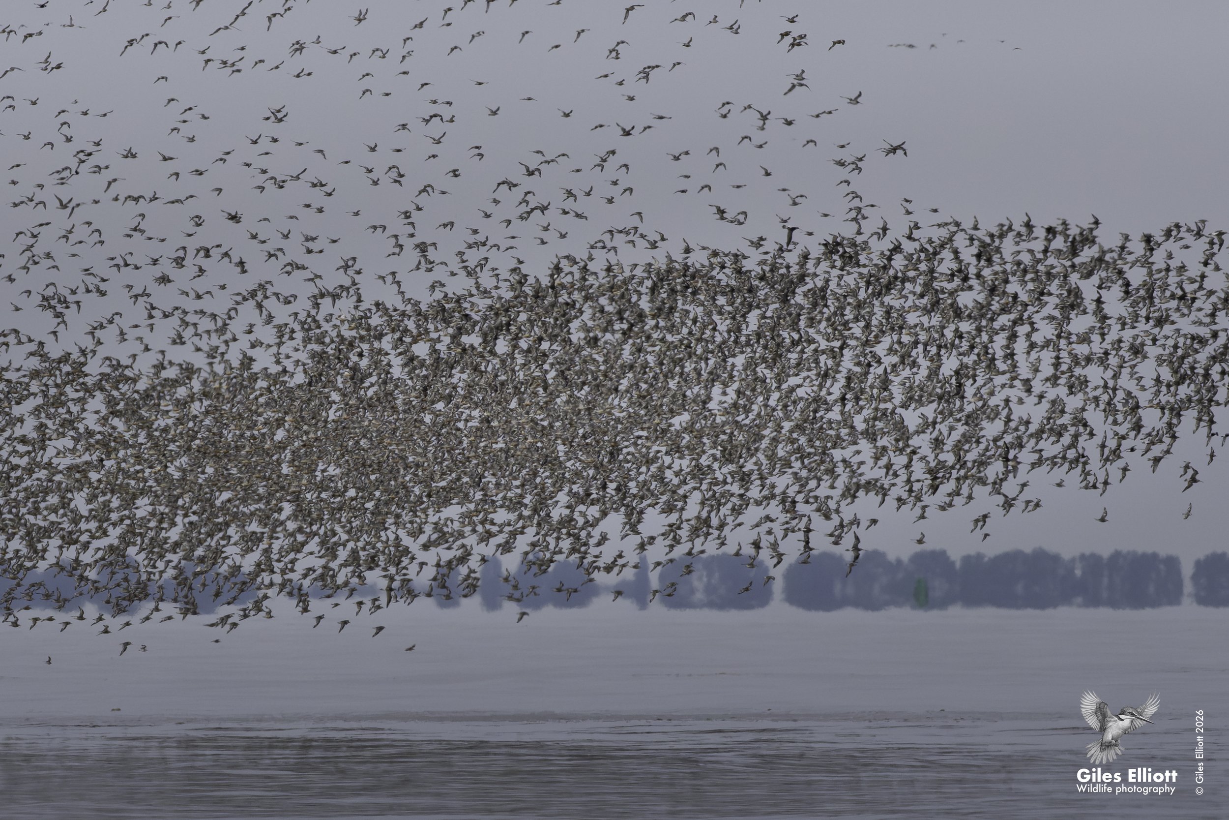 Mixed flock