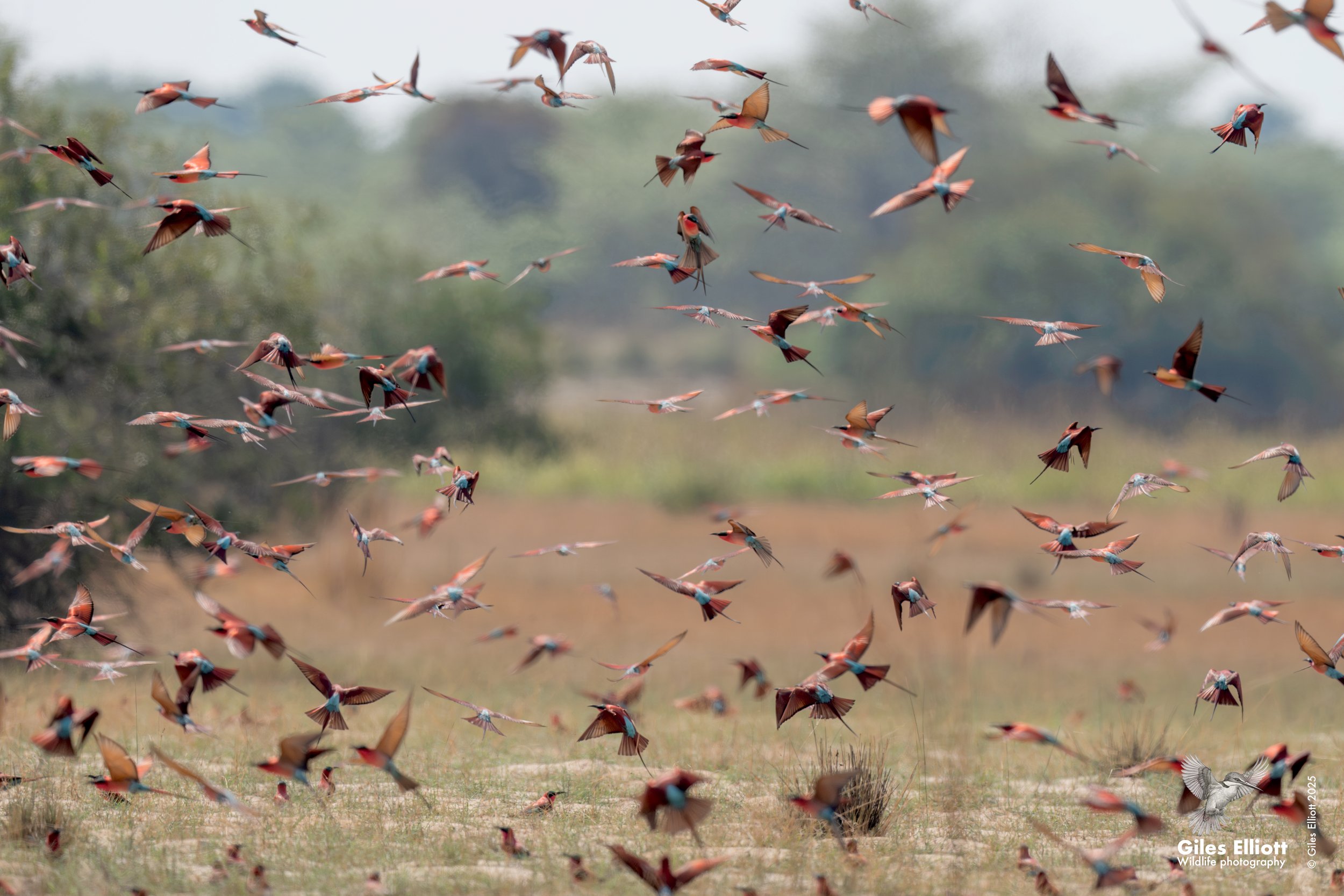 Southern Carmine Bee-eater