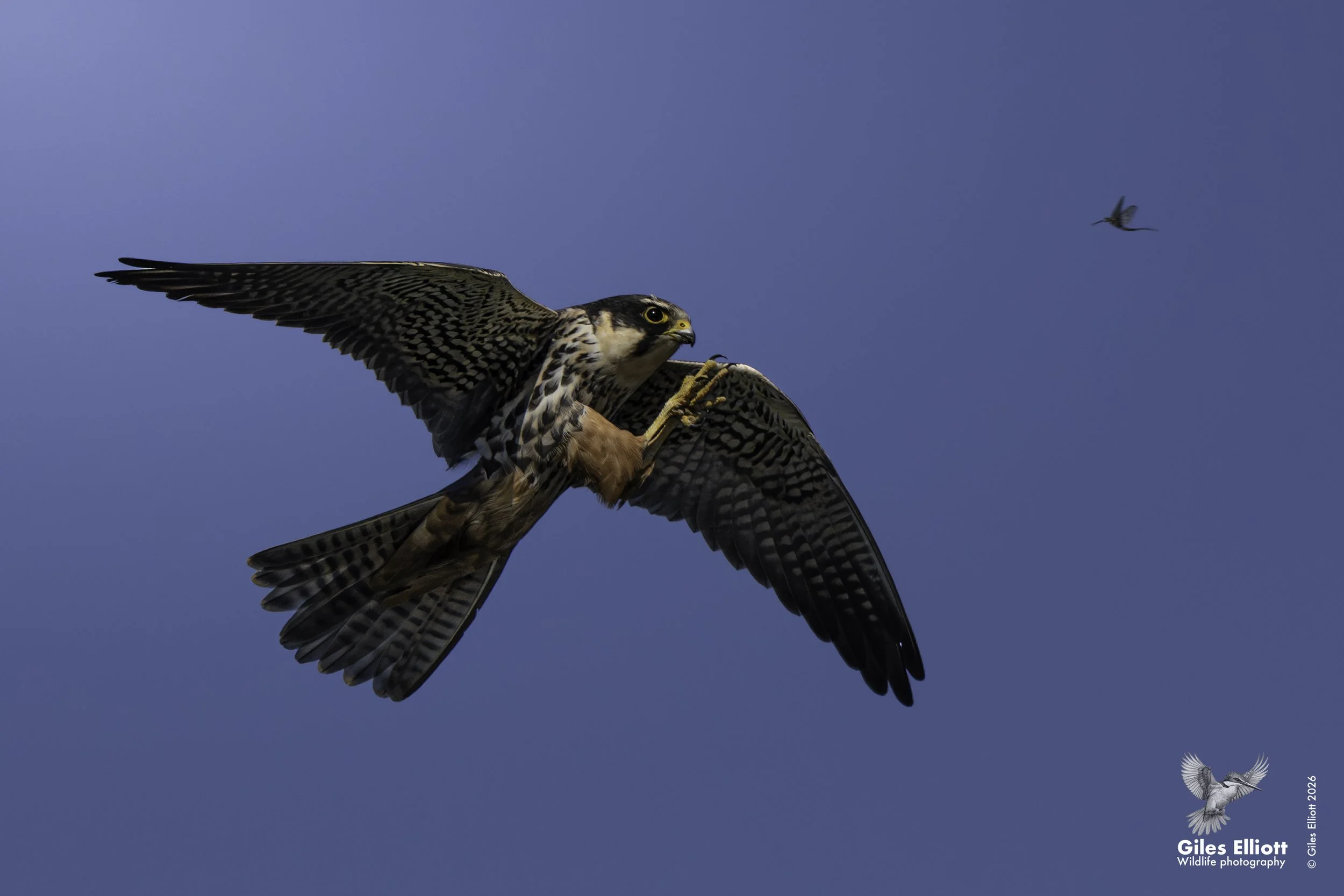 Hobby