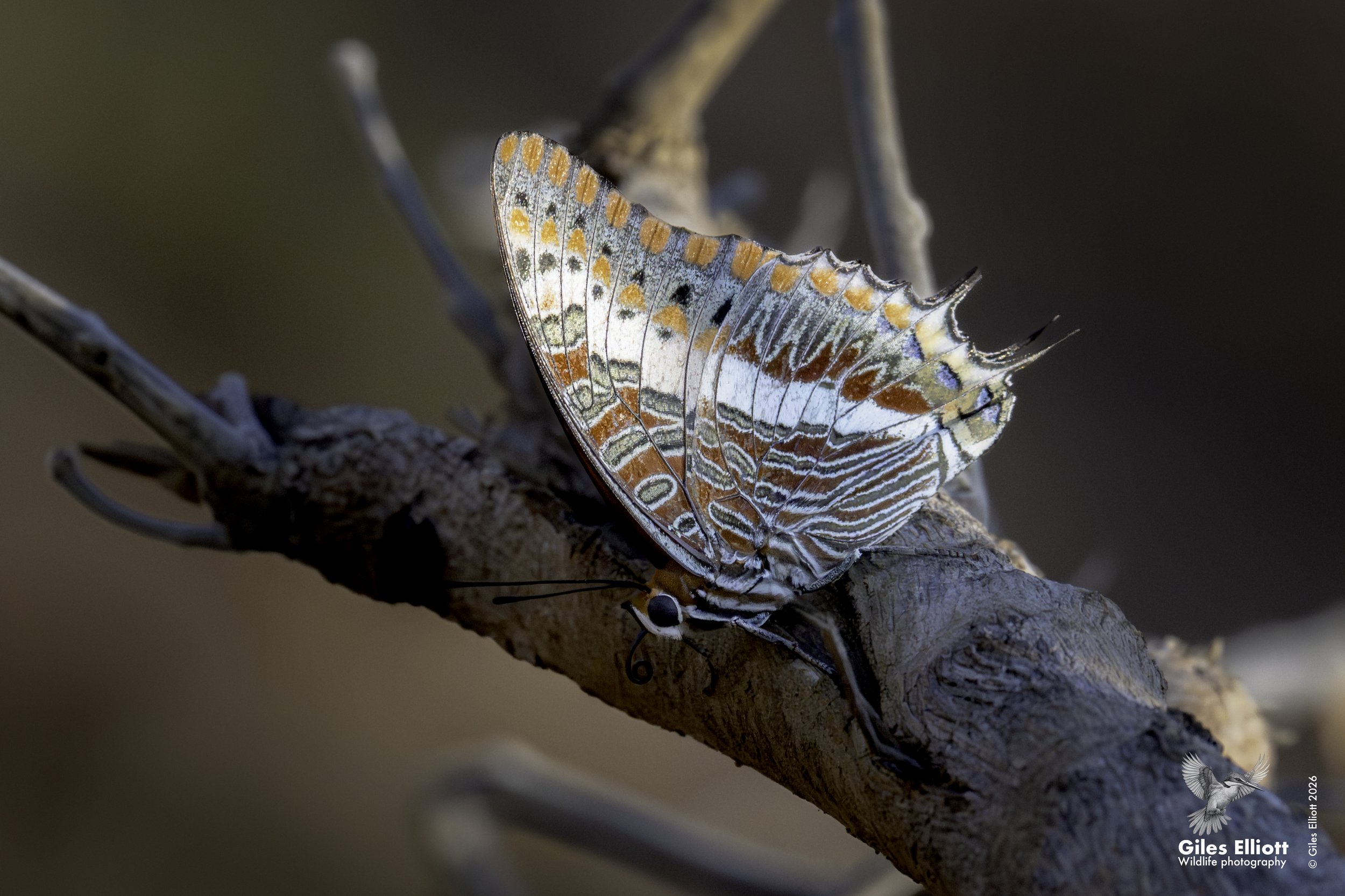 Foxy charax butterfly