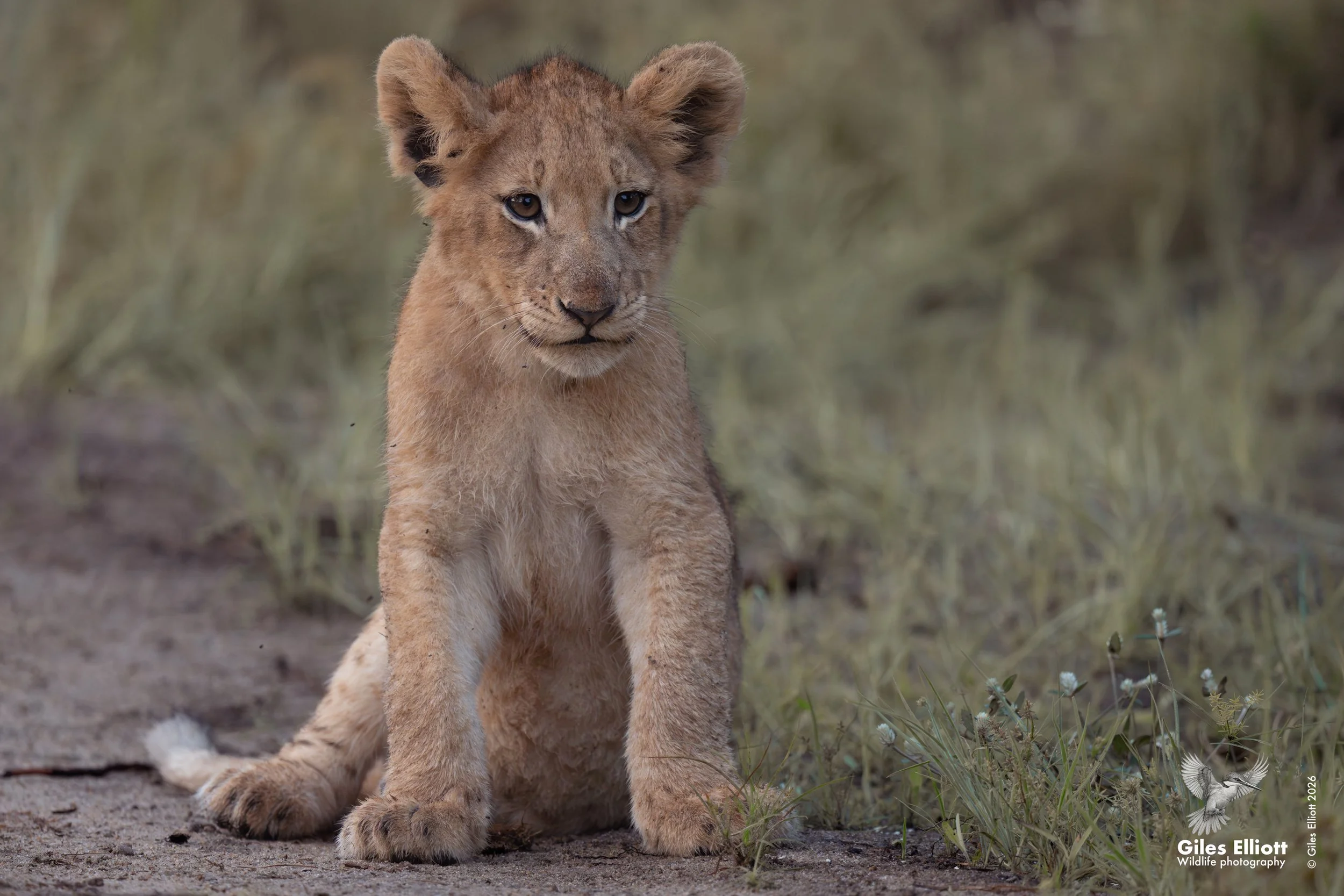 lion cub 16.jpg