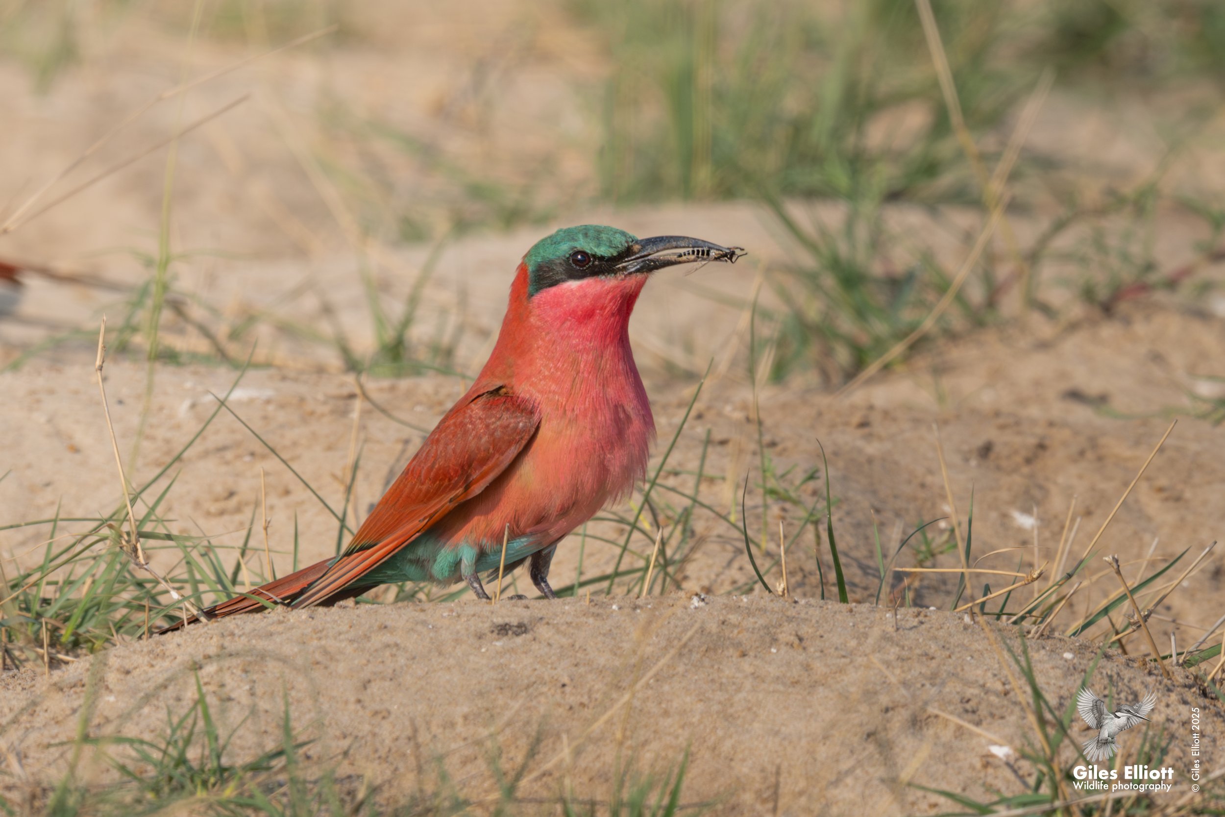 Southern Carmine Bee-eater