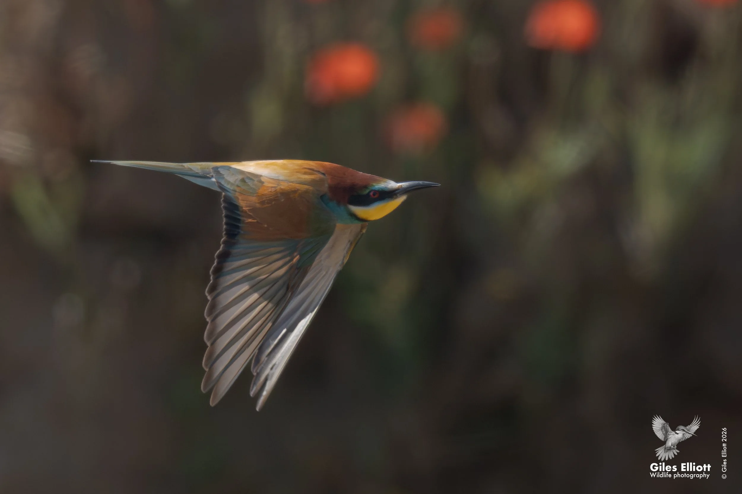 bee eaters 4.jpg