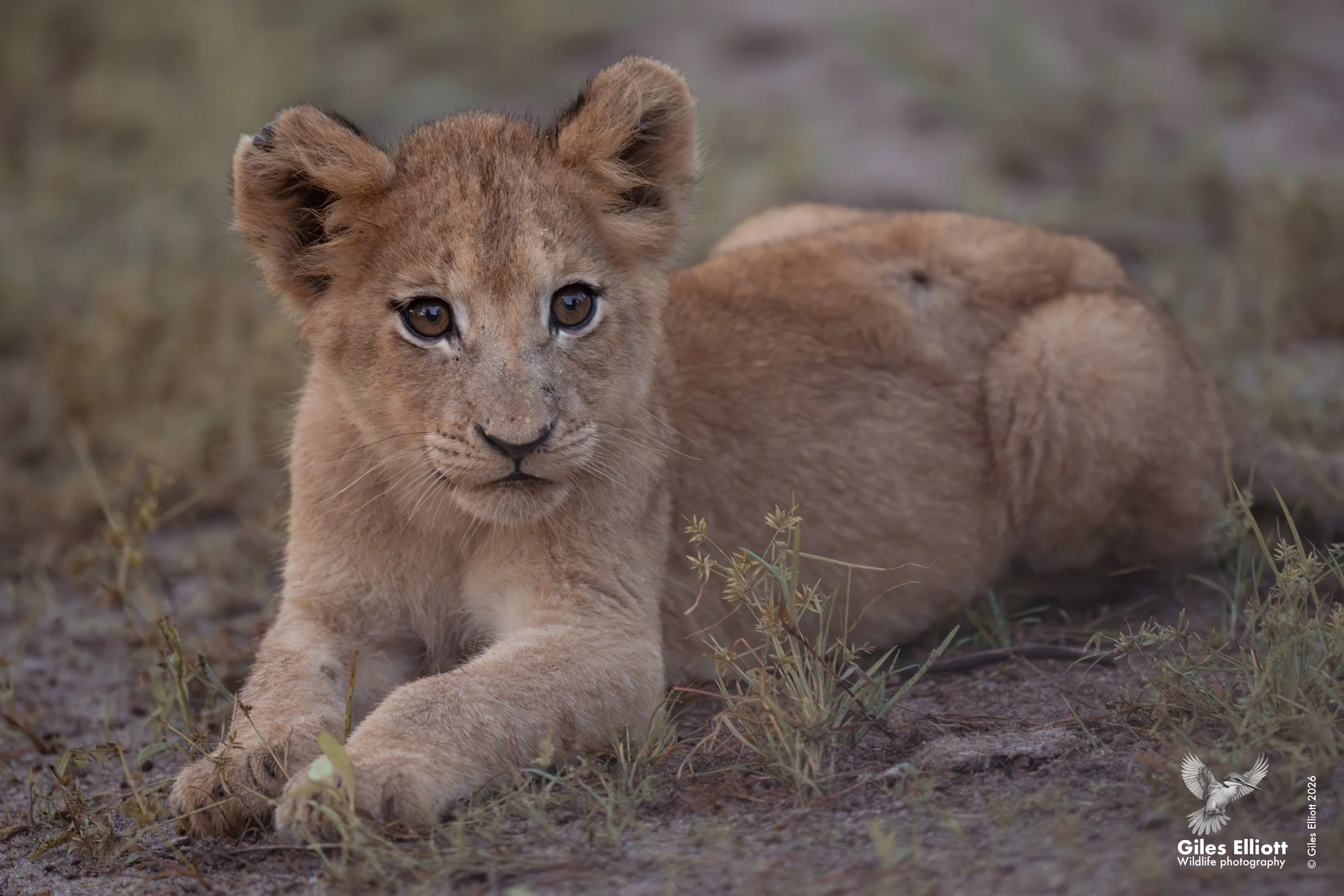 lion cub 15.jpg
