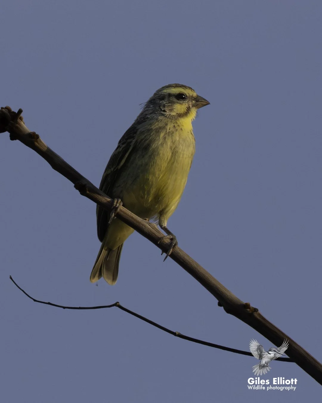Yellow-fronted canary