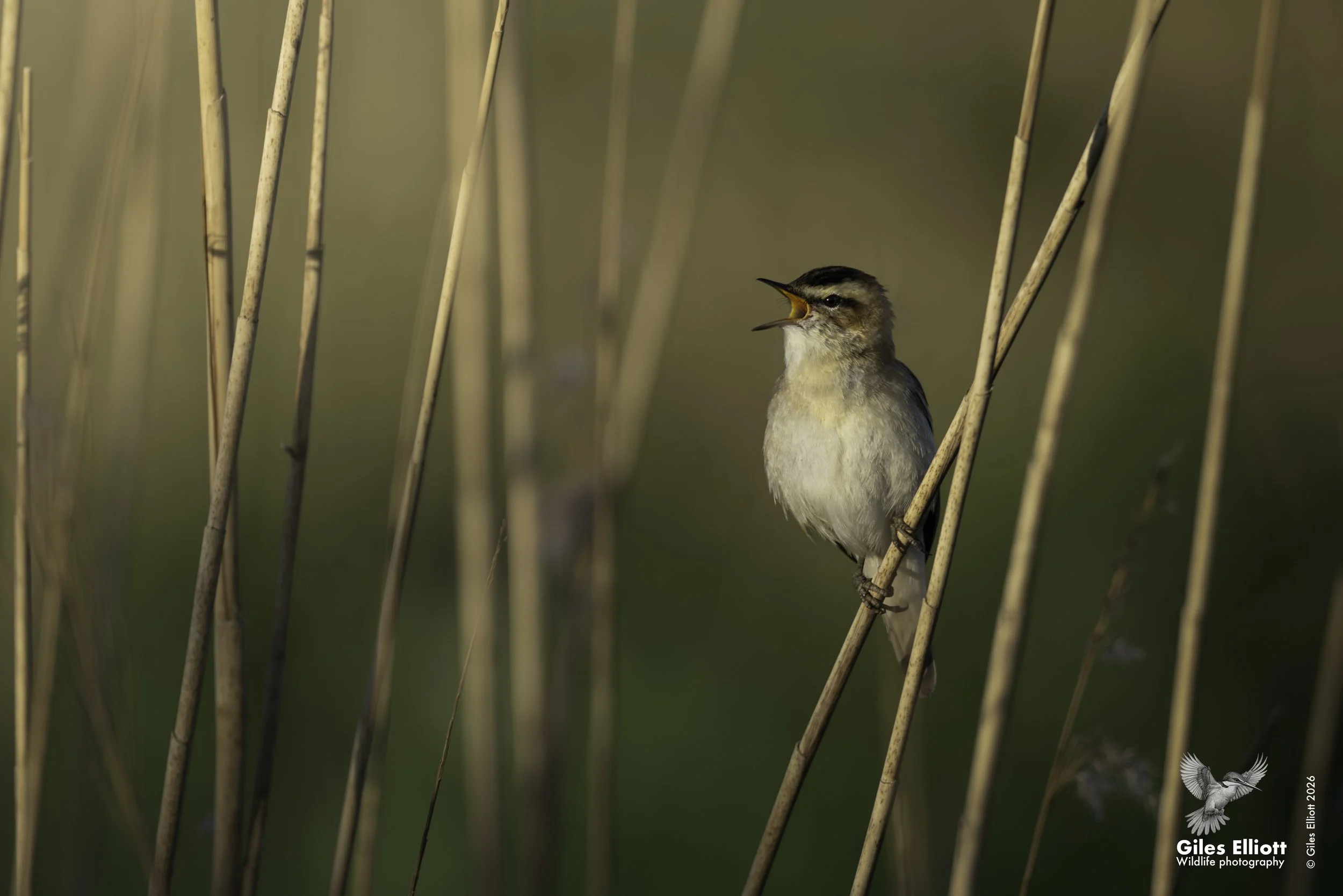 Sedge warbler
