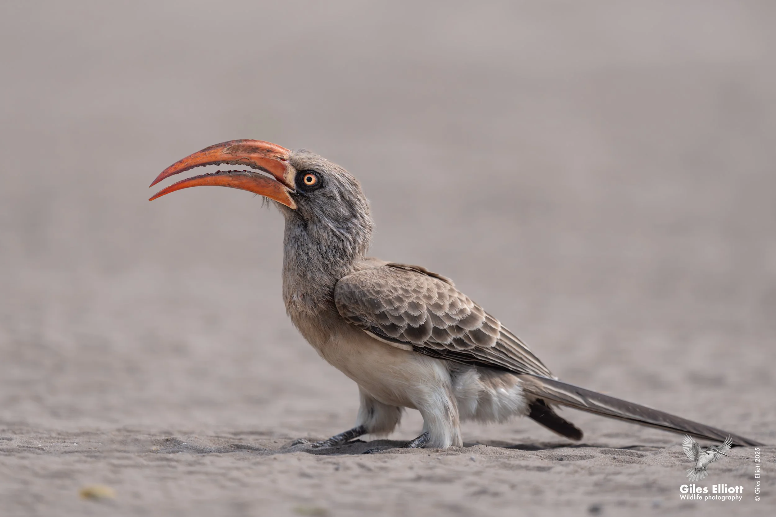Southern Yellow-billed Hornbill