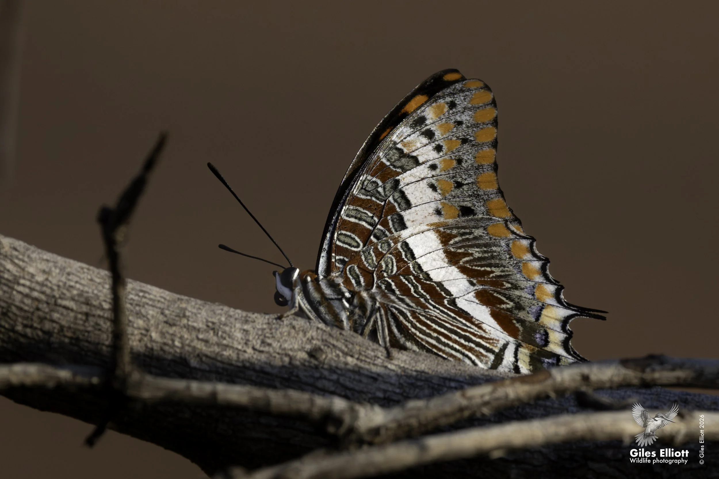Foxy charax butterfly