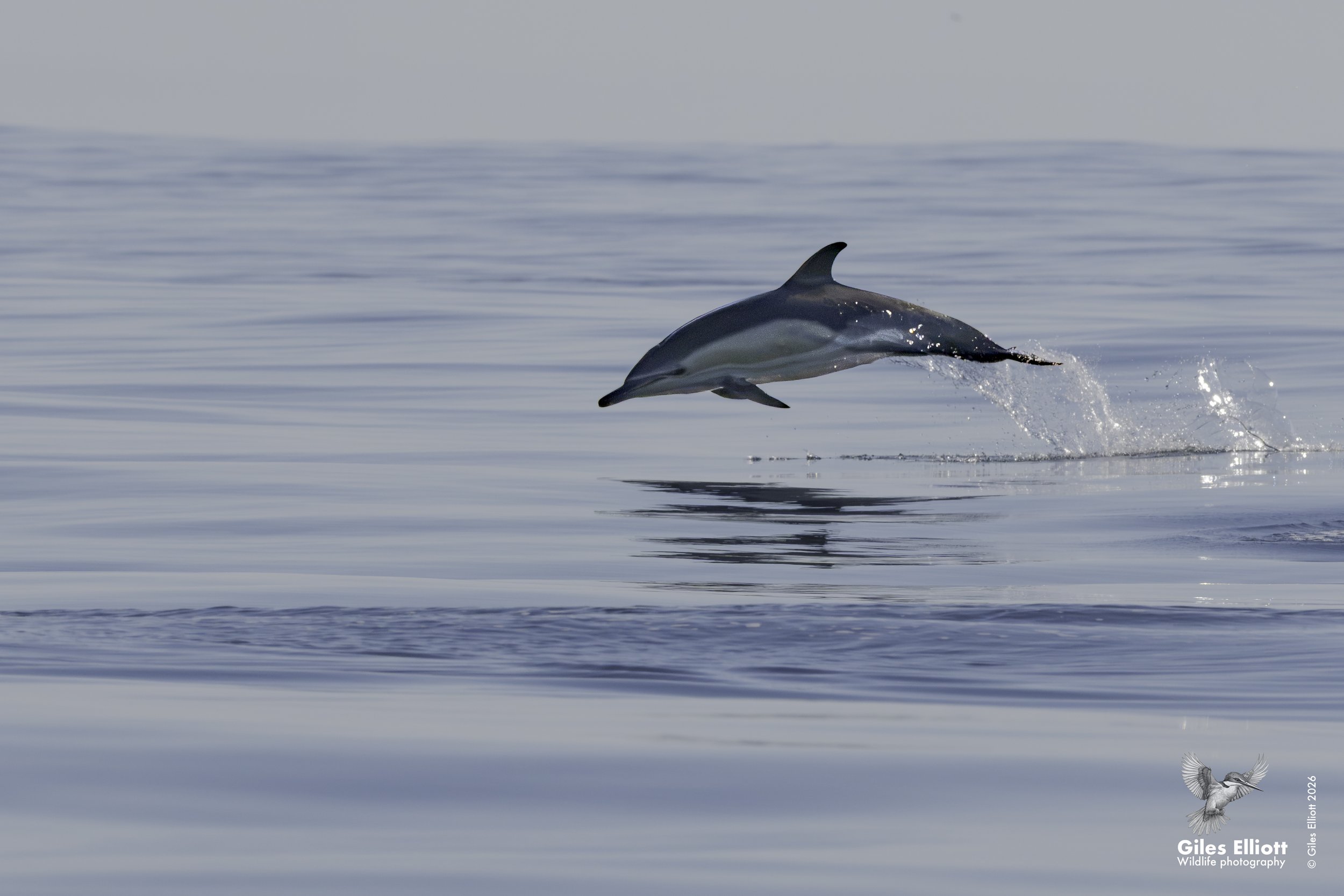 Common dolphin