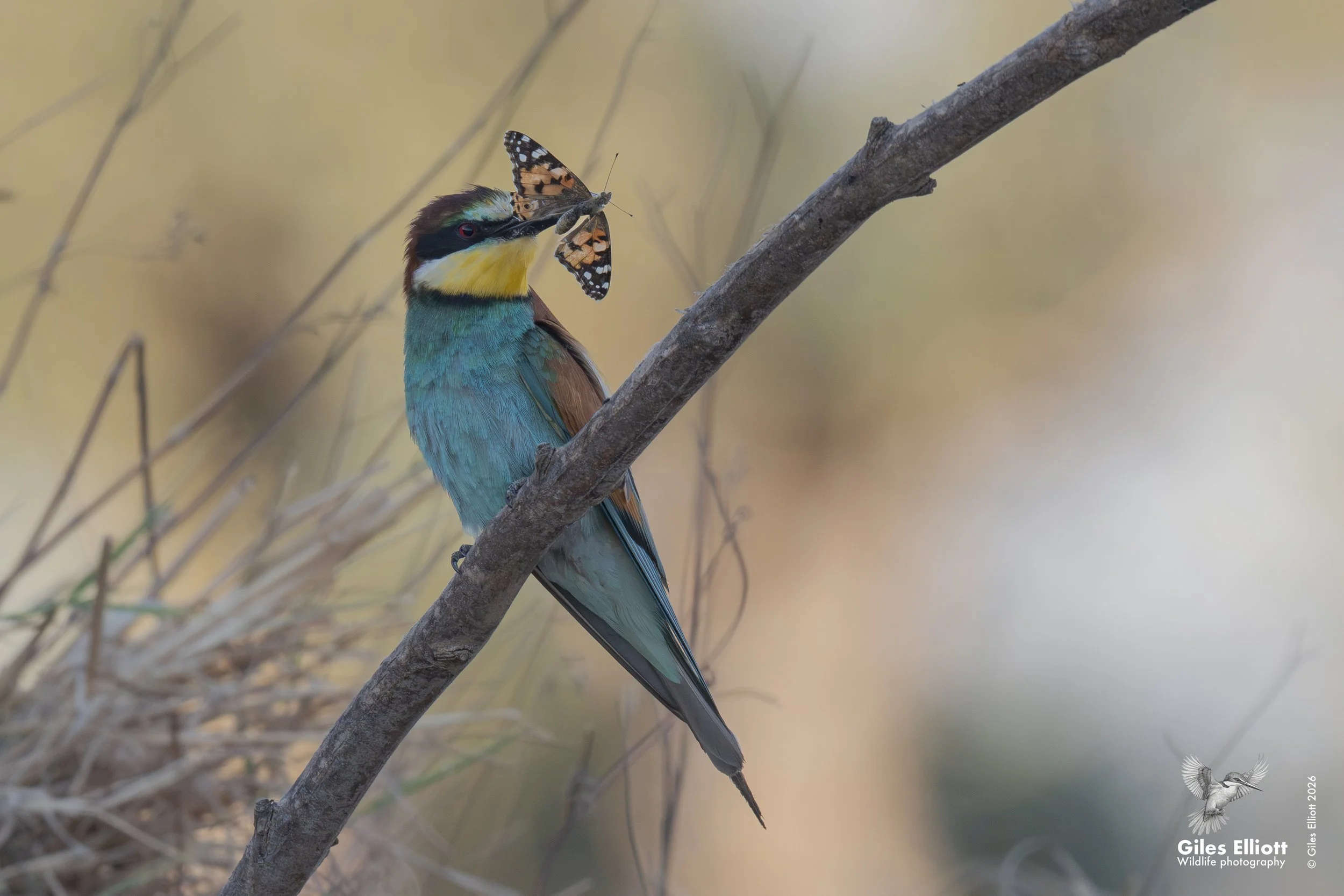 bee eaters 76.jpg