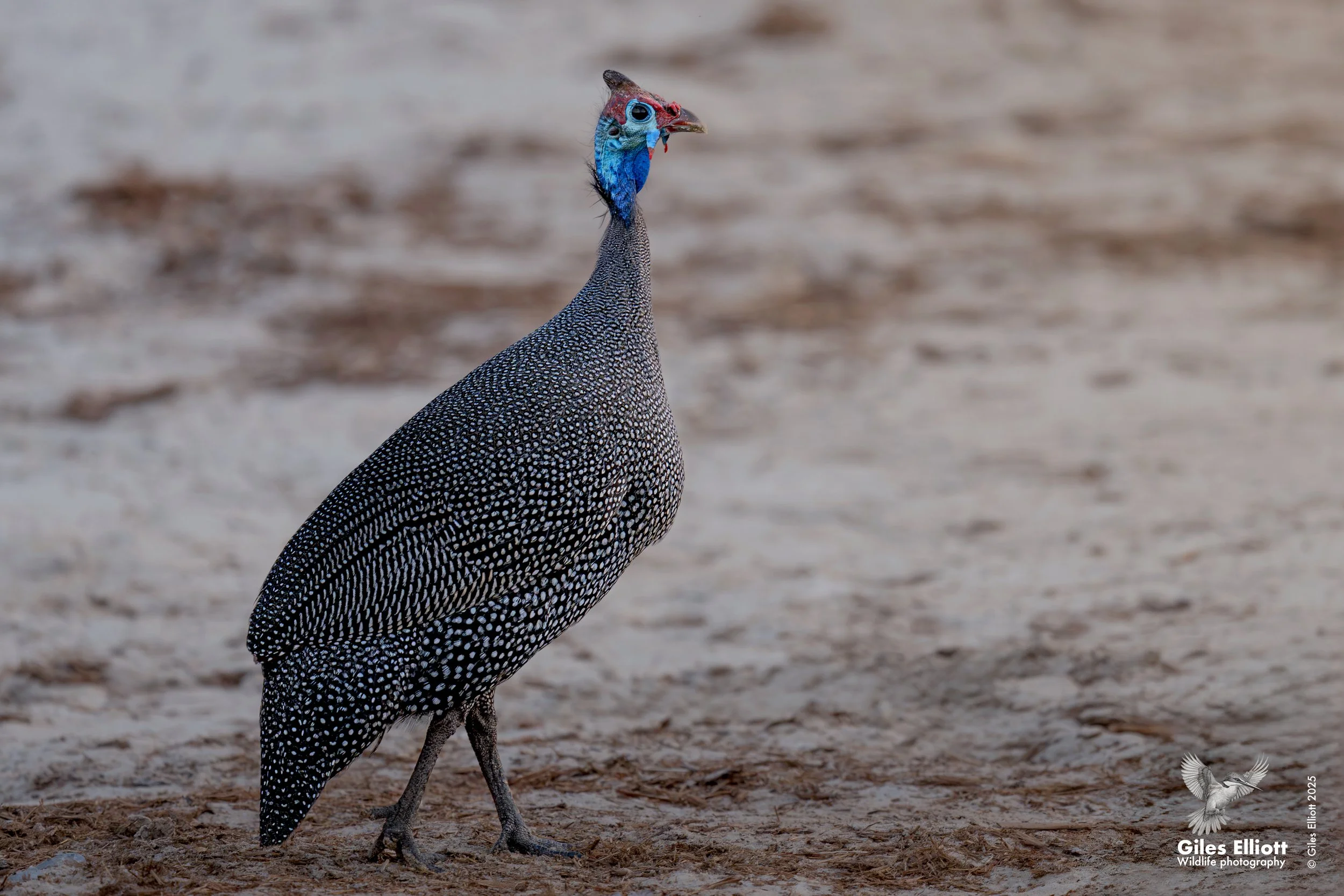 guinea fowl.jpg