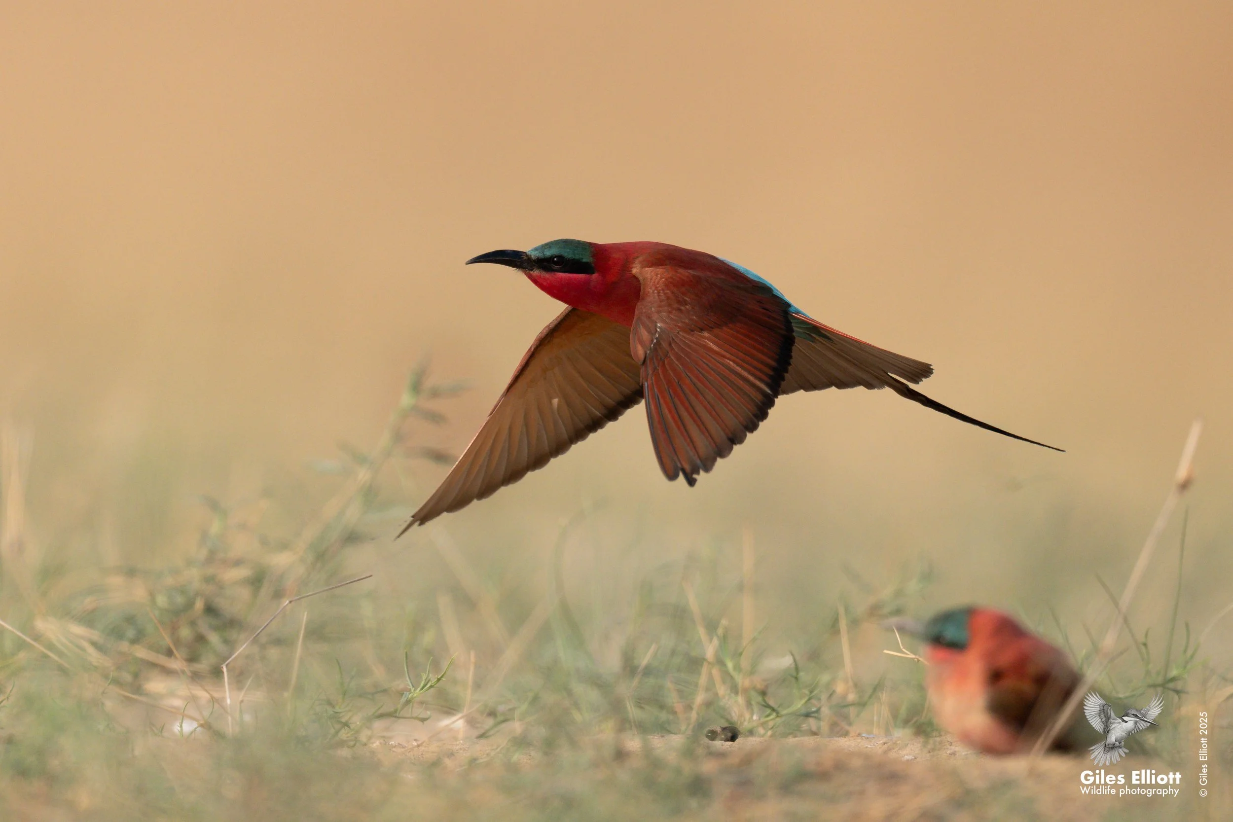 Southern Carmine Bee-eater