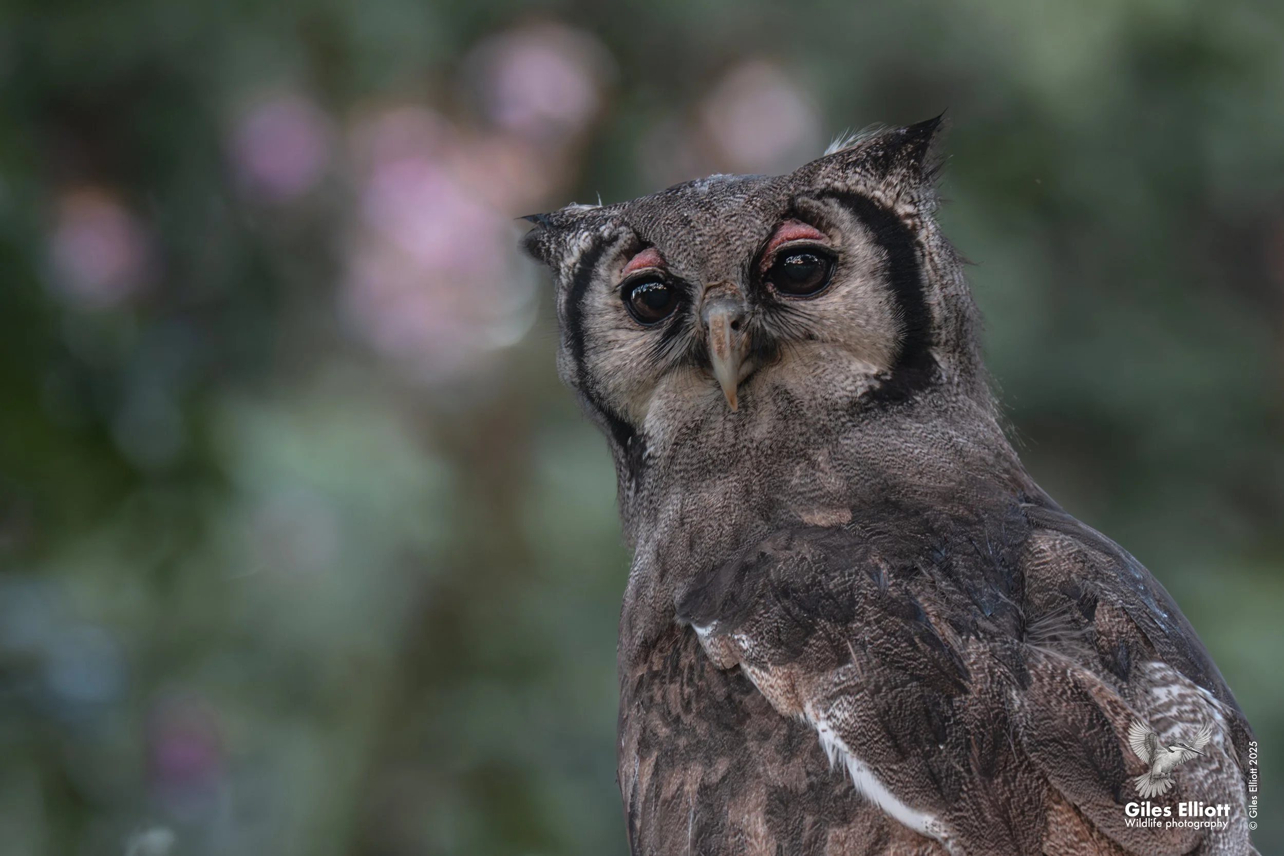 Vereaux eagle owl. Chobe National Park. March 2025
