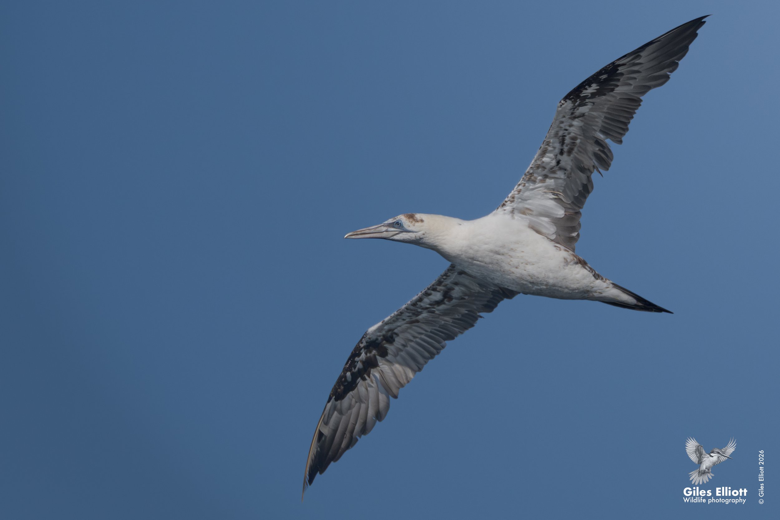 Northern gannet