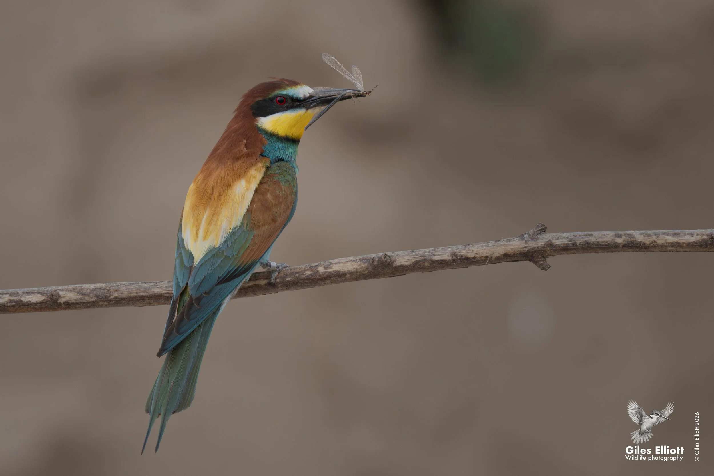 bee eaters 46.jpg
