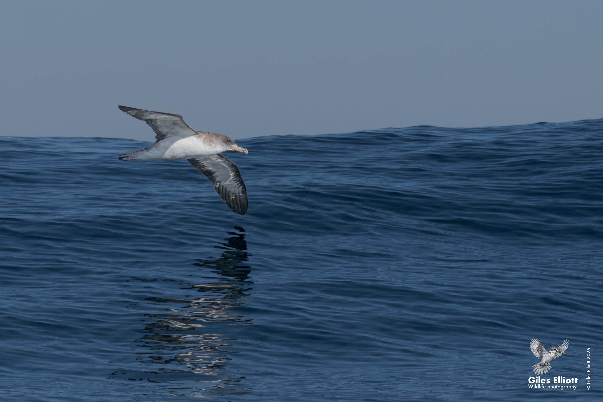 Cory's shearwater
