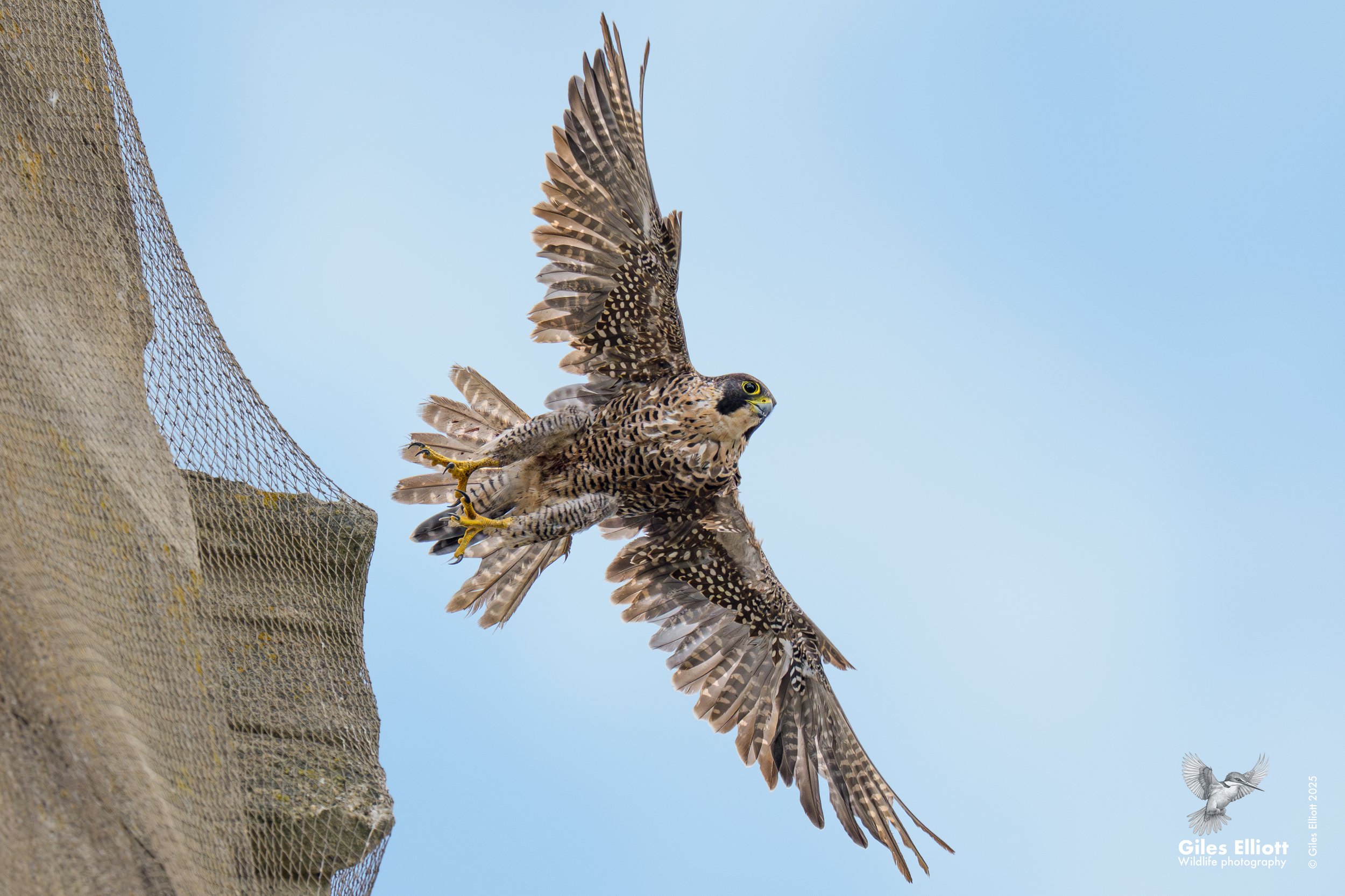 Peregrine falcon