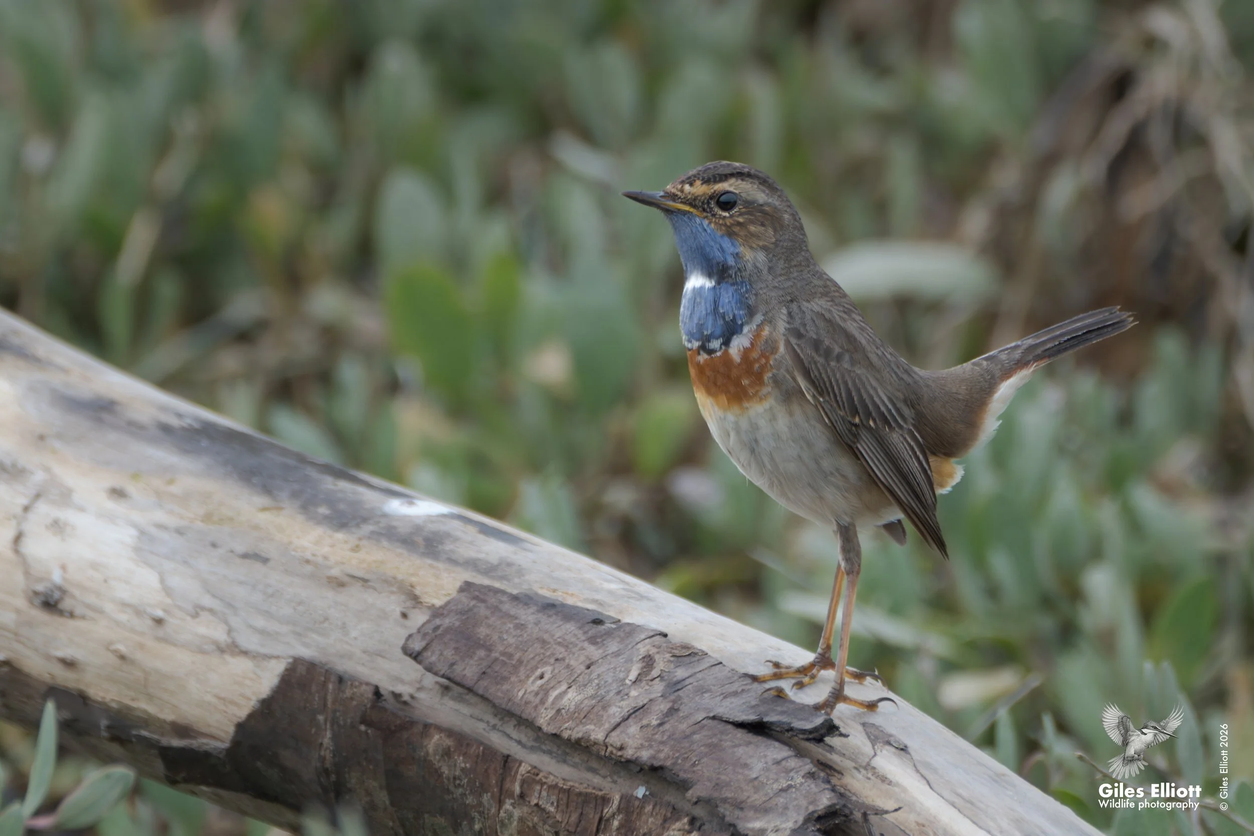 Bluethroat. Obidos lagoon, Portugal. January 2026