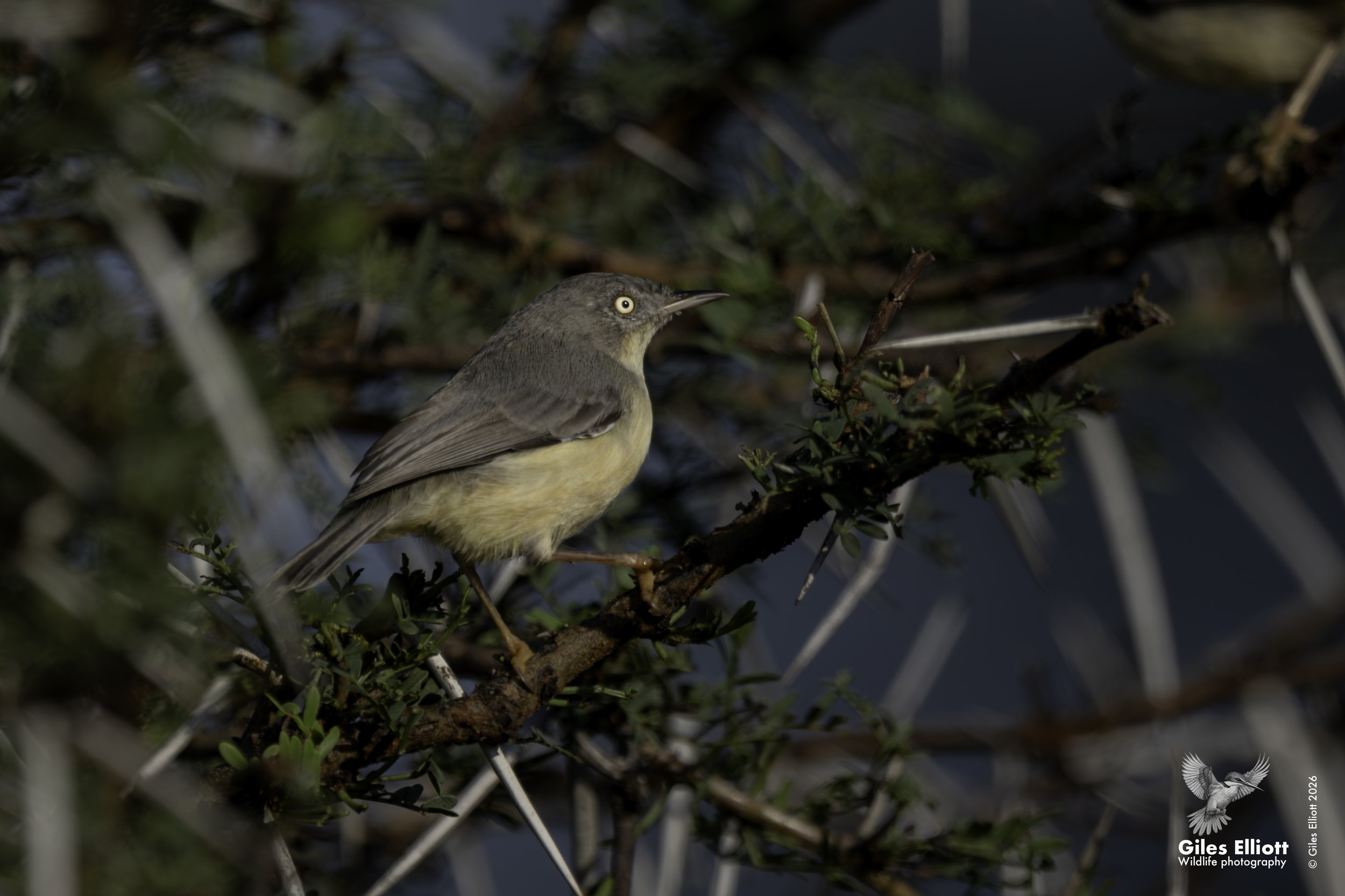Burnt-necked eremomela