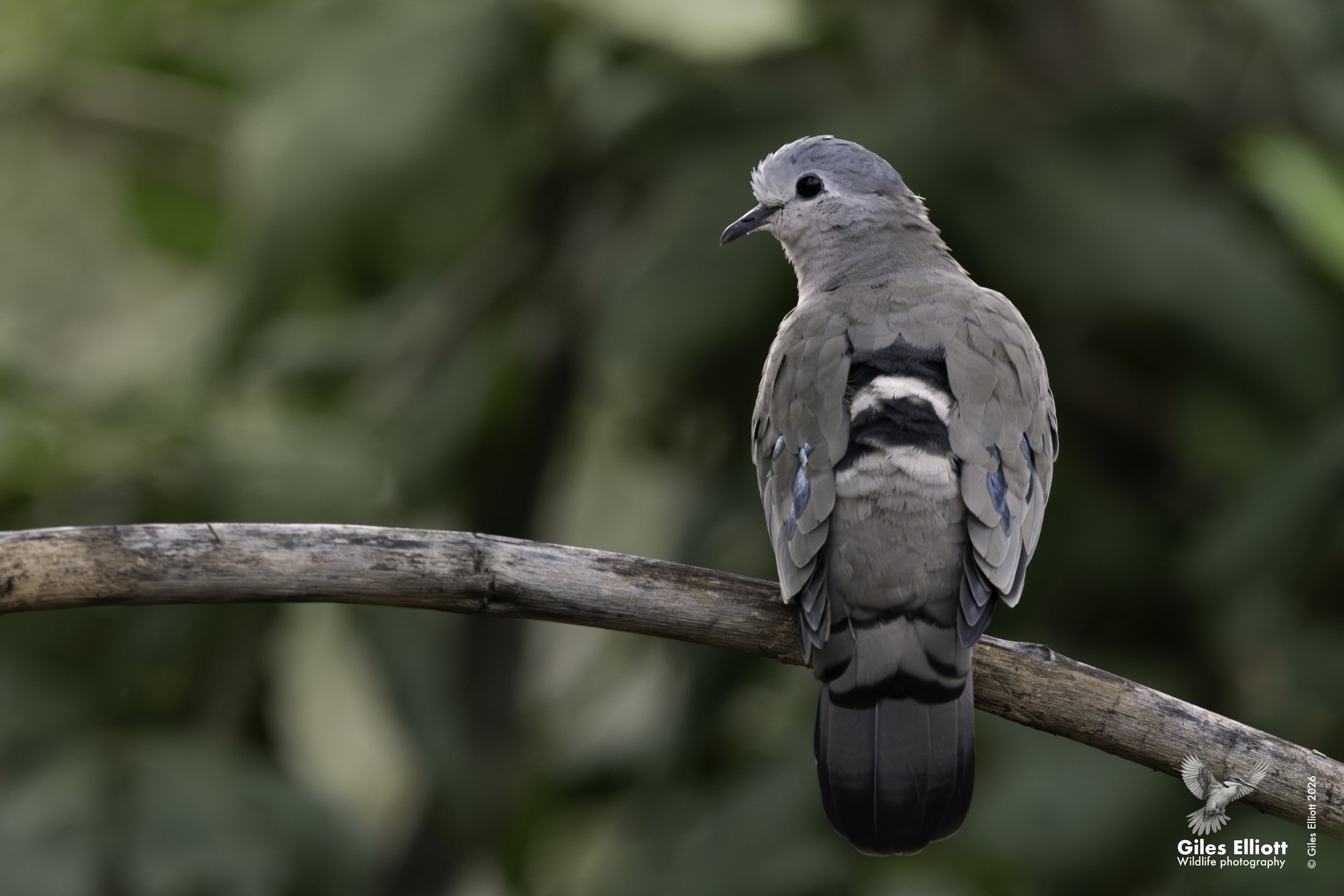 Emerald spotted wood dove