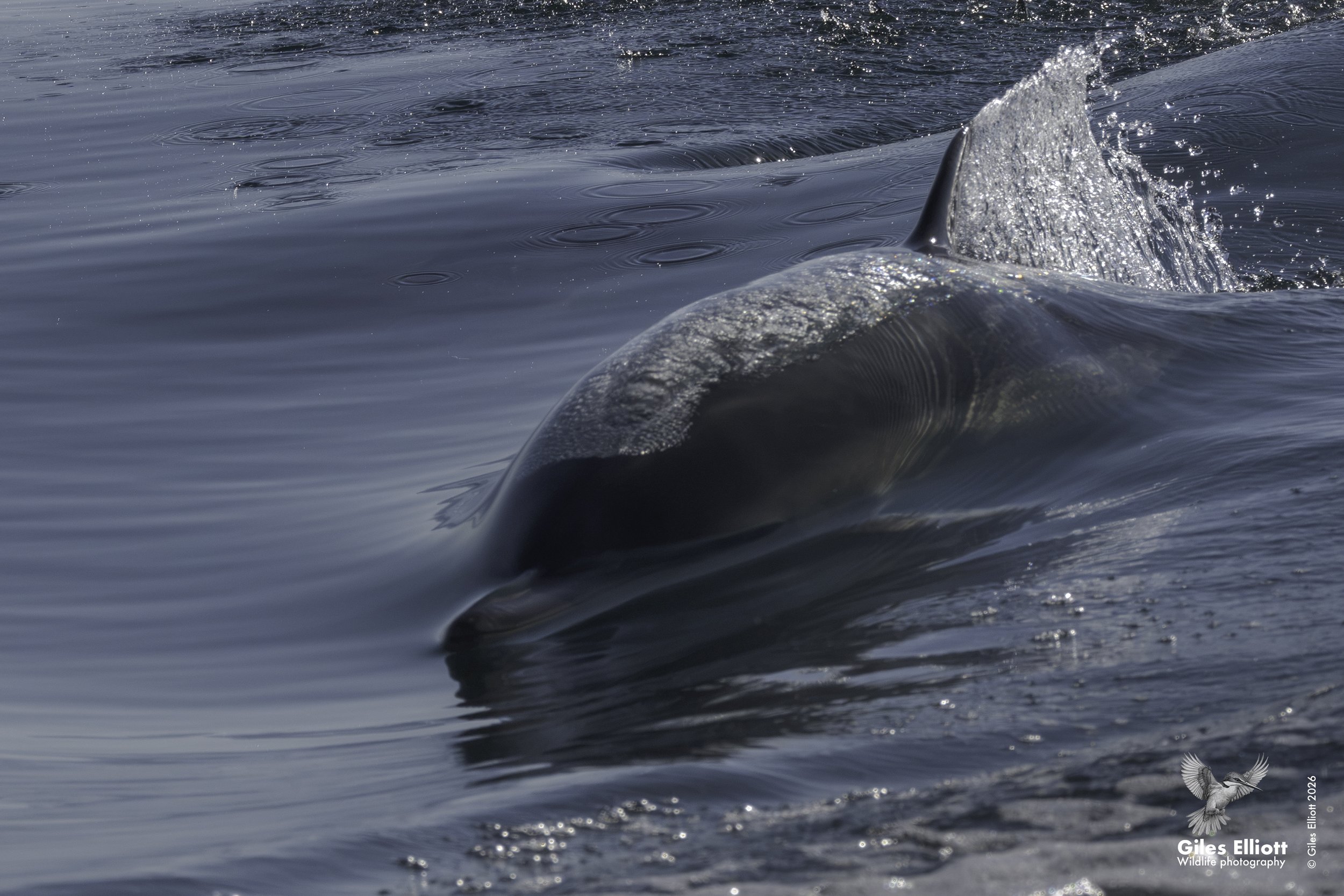 Common dolphin