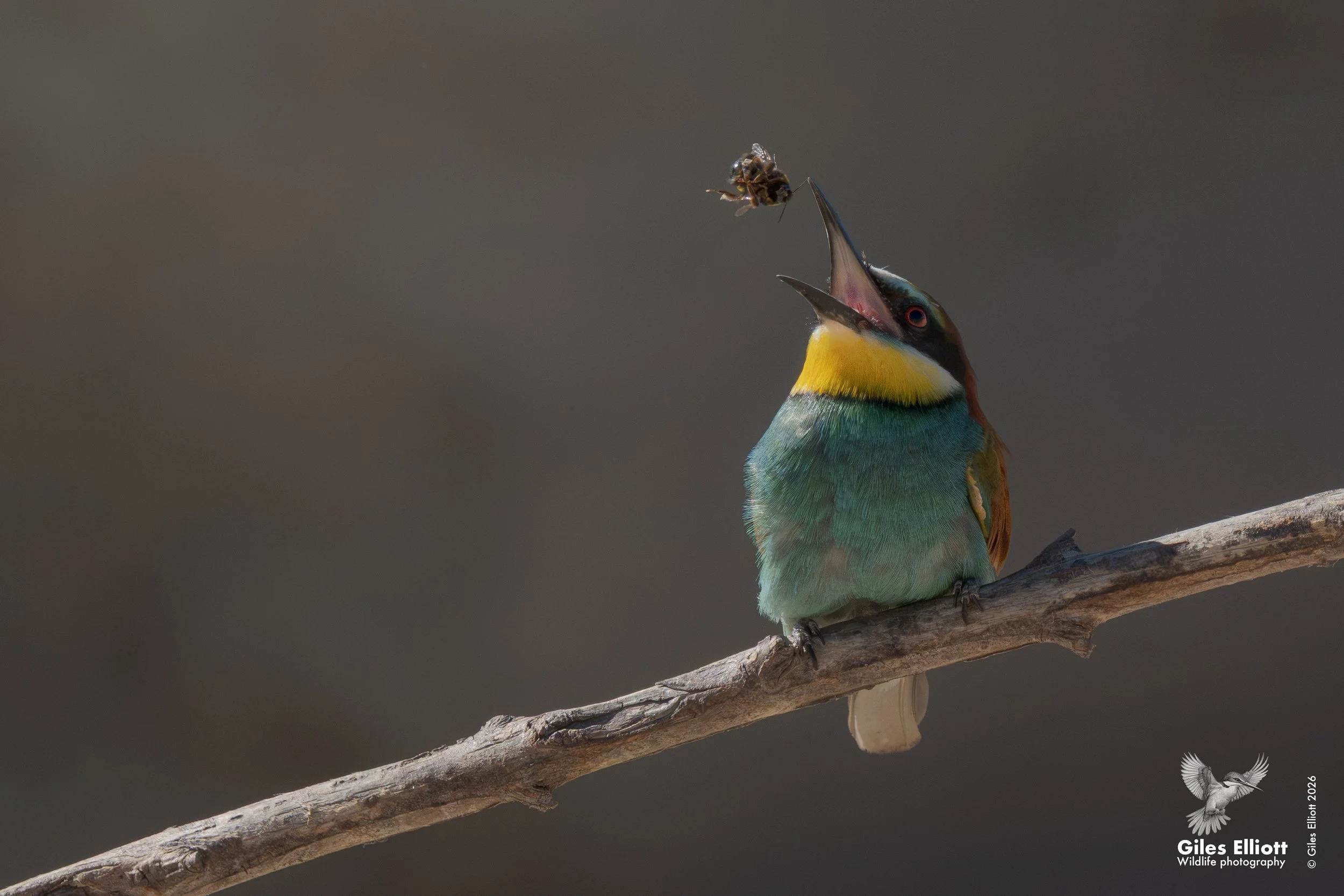 bee eaters 40.jpg
