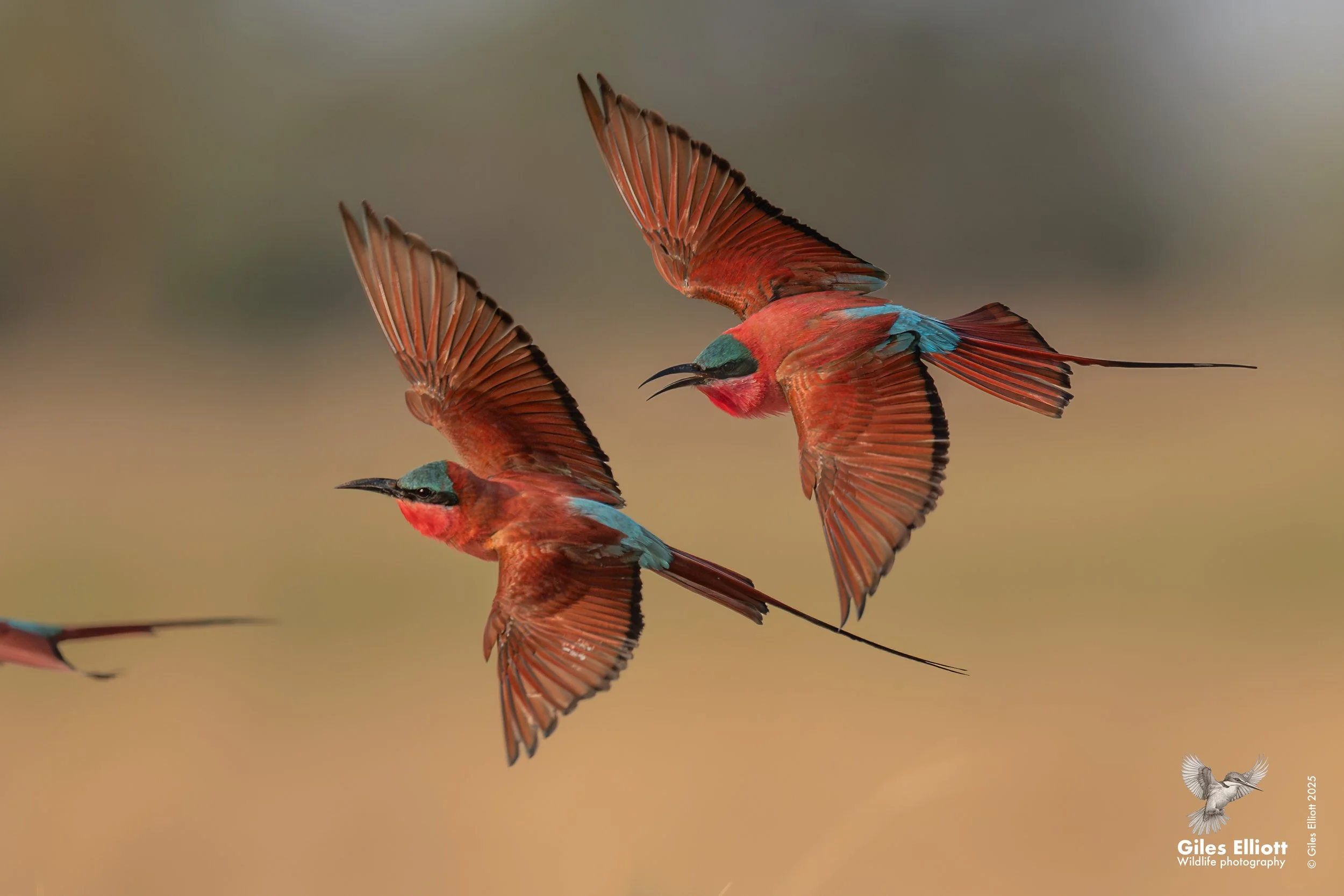 Southern Carmine Bee-eater