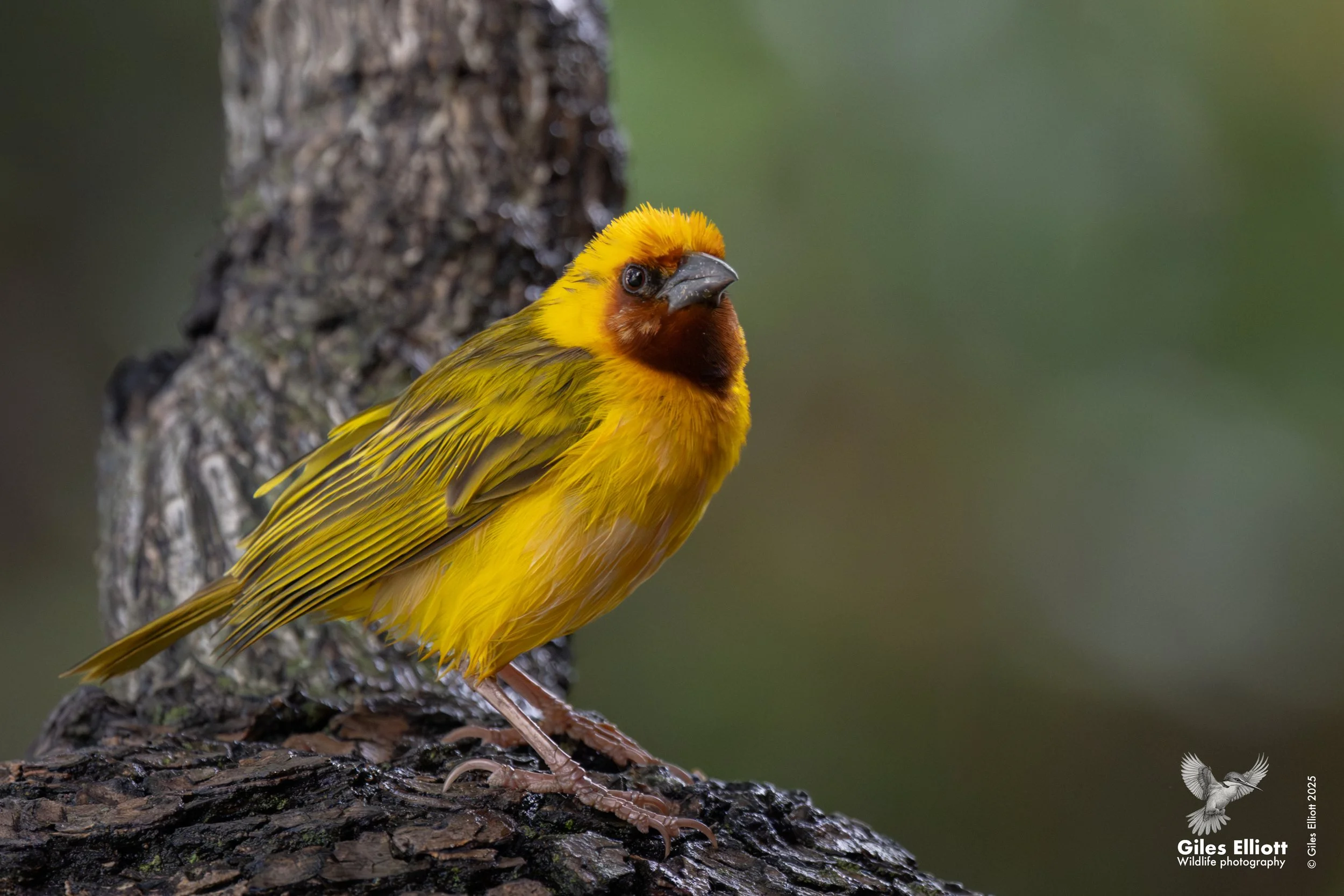 Southern brown-throated weaver