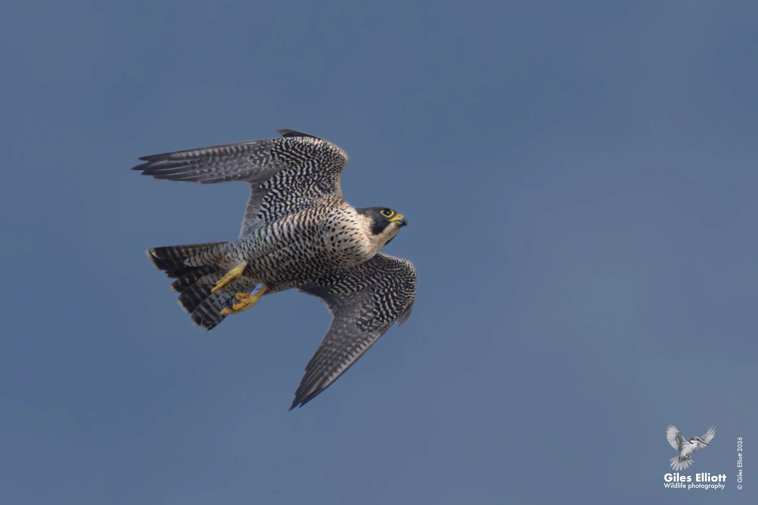 Peregrine falcon