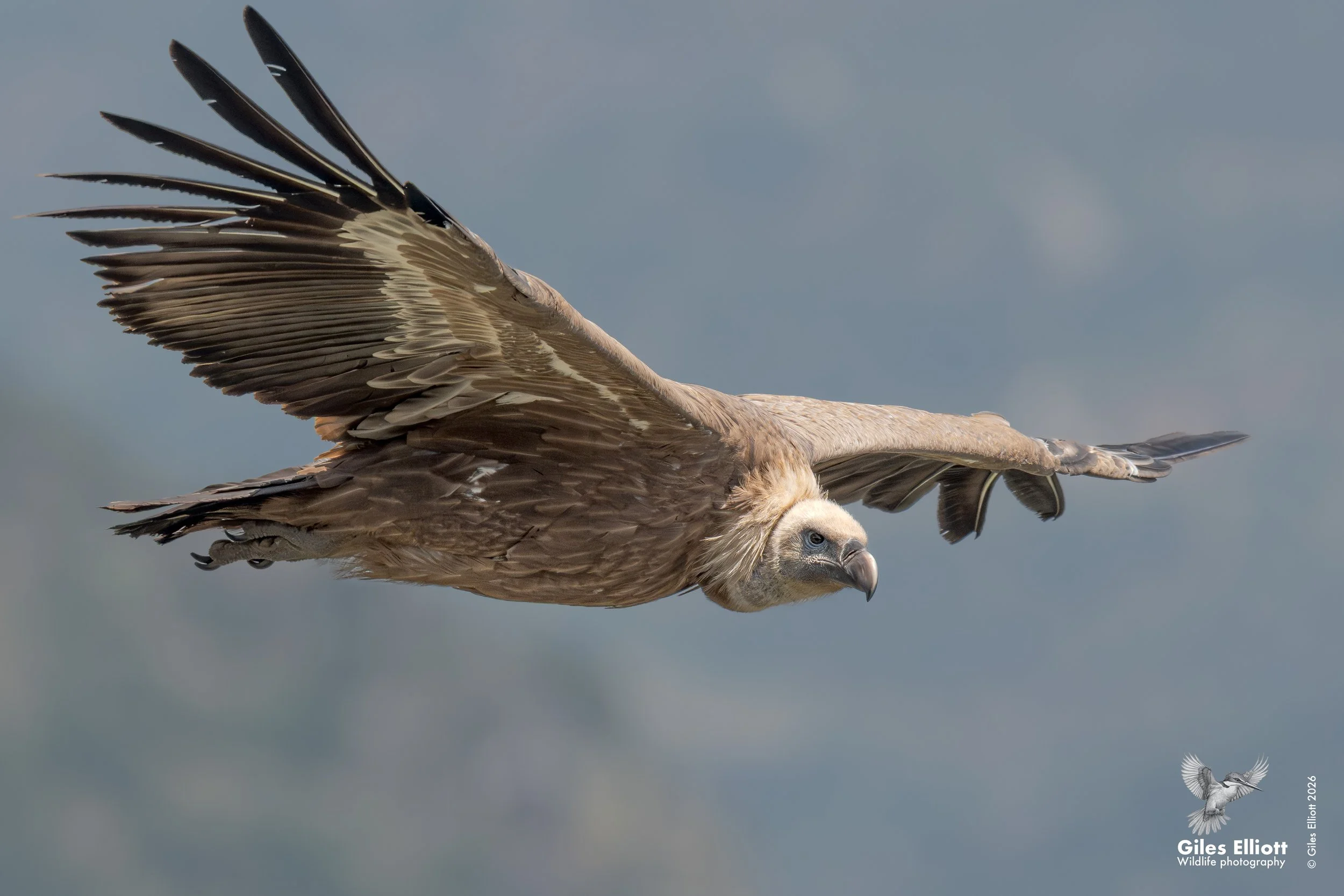 Griffon vulture