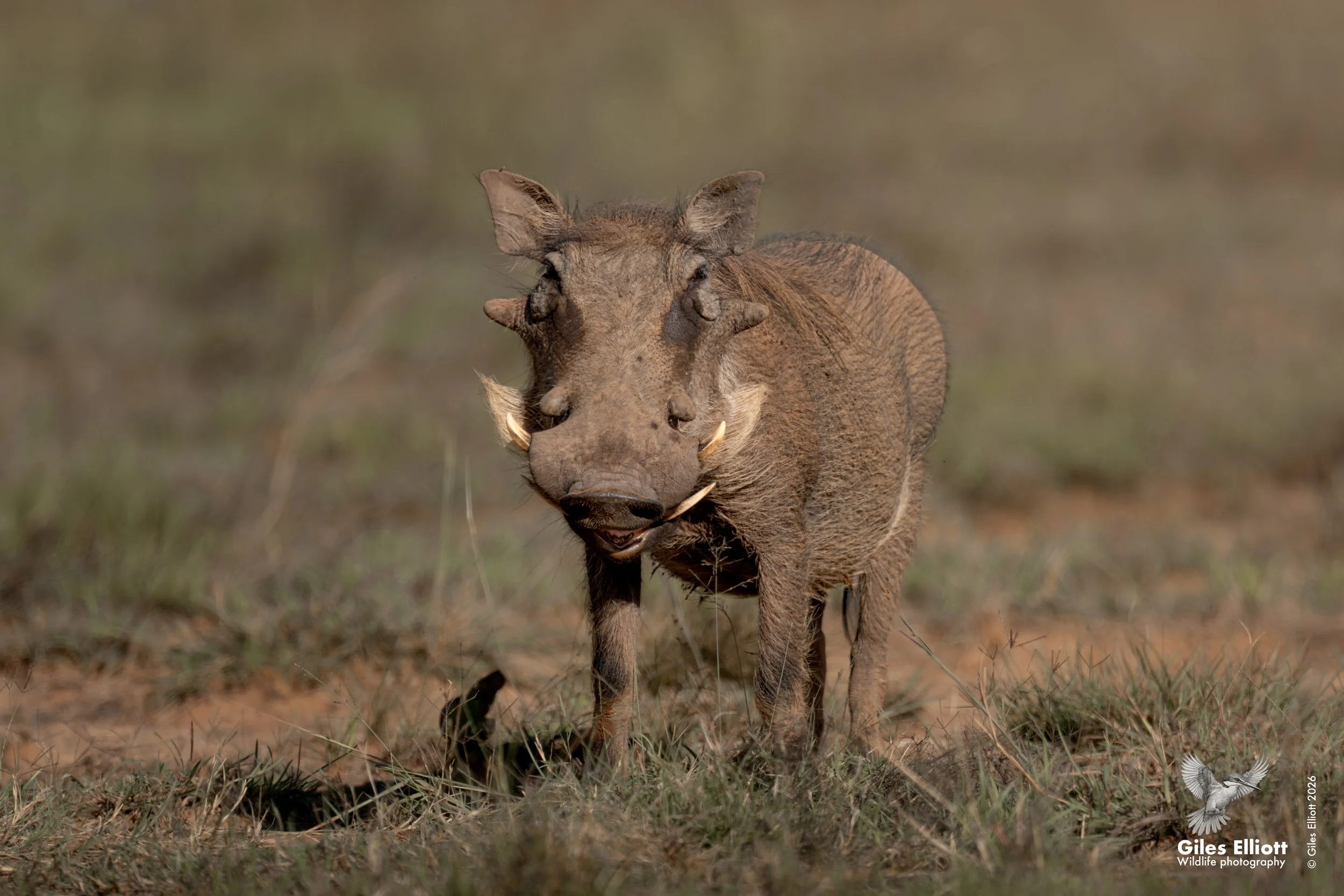 Warthog