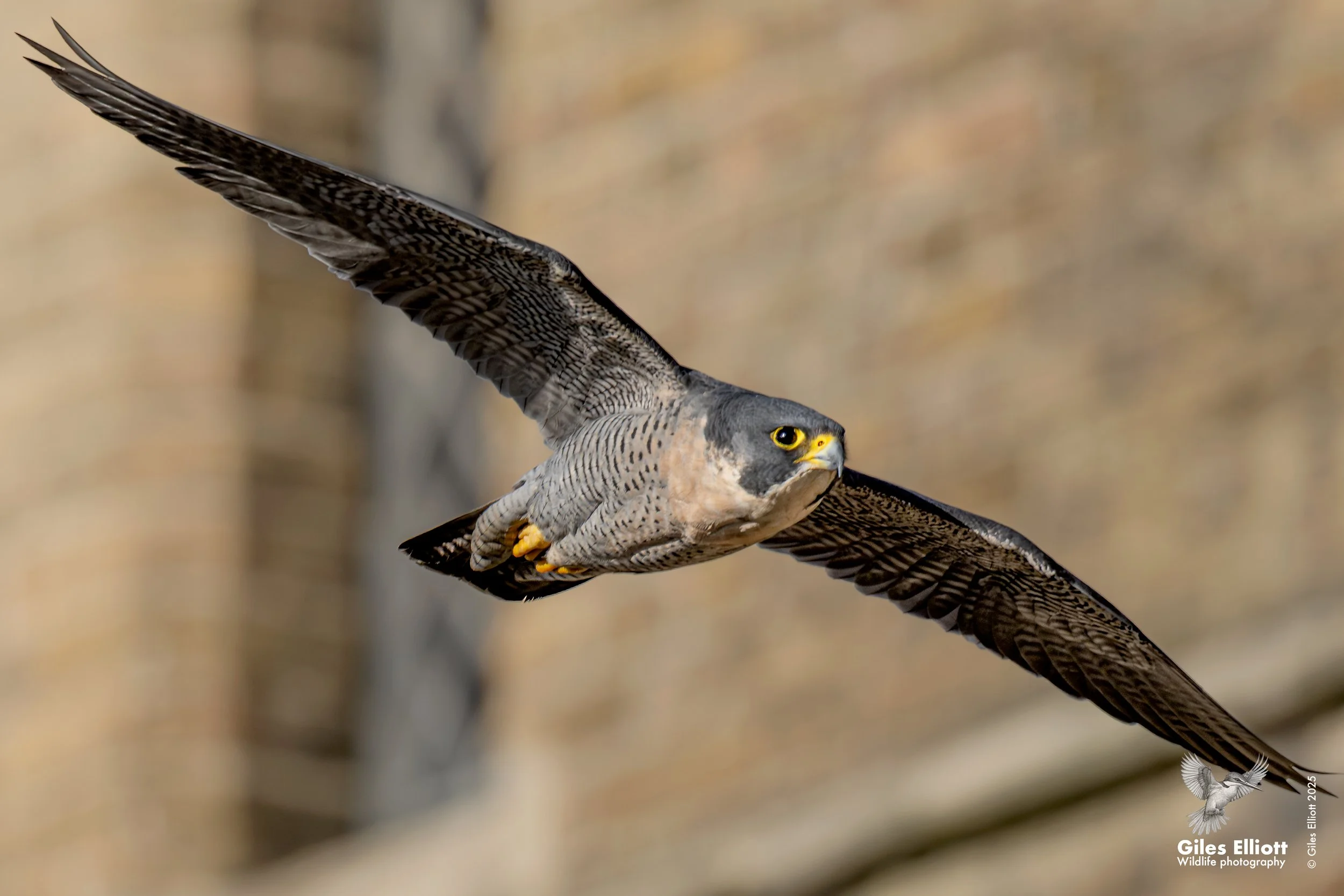 Peregrine Falcon. Thames Valley, UK. November 2025