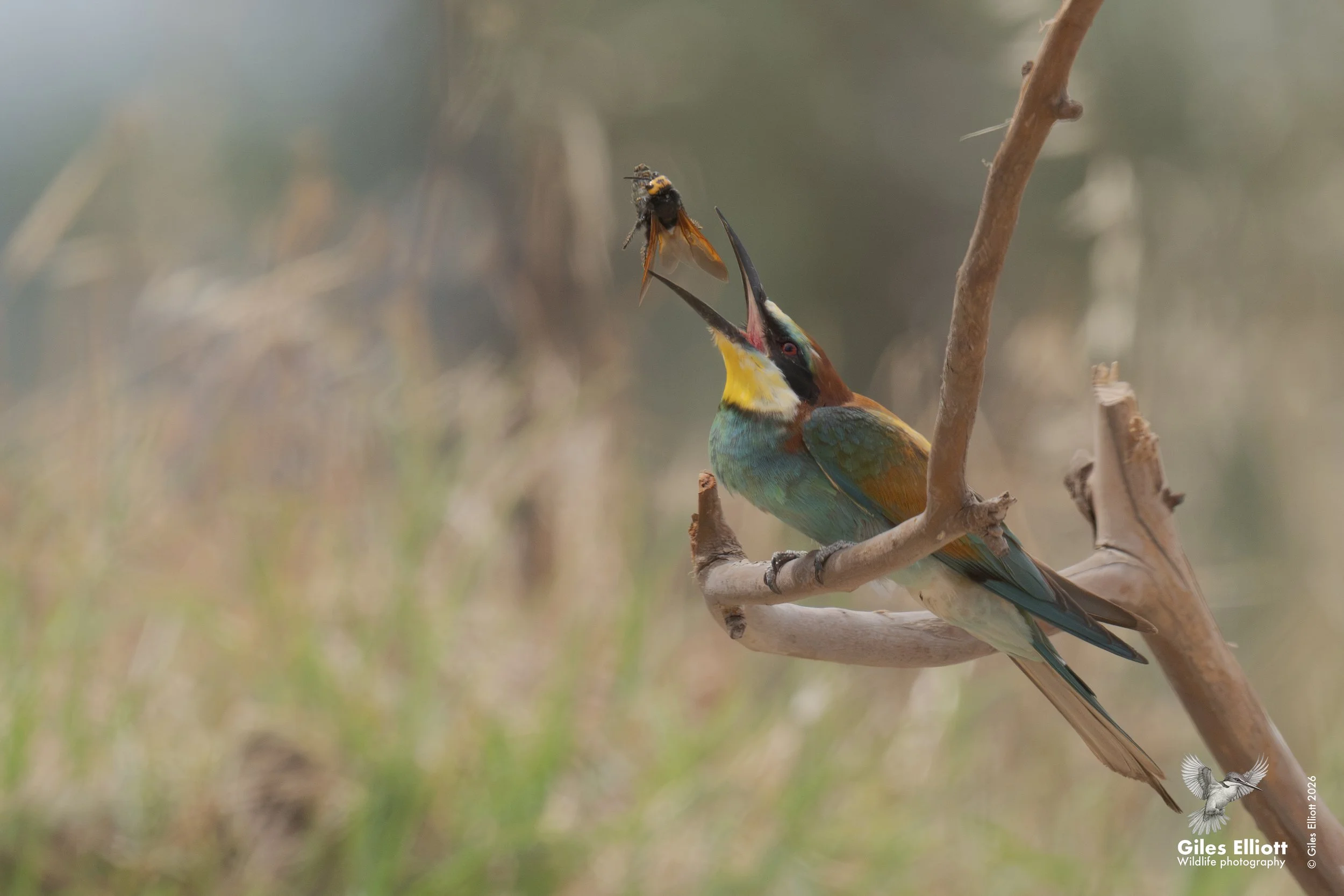 bee eaters 52.jpg