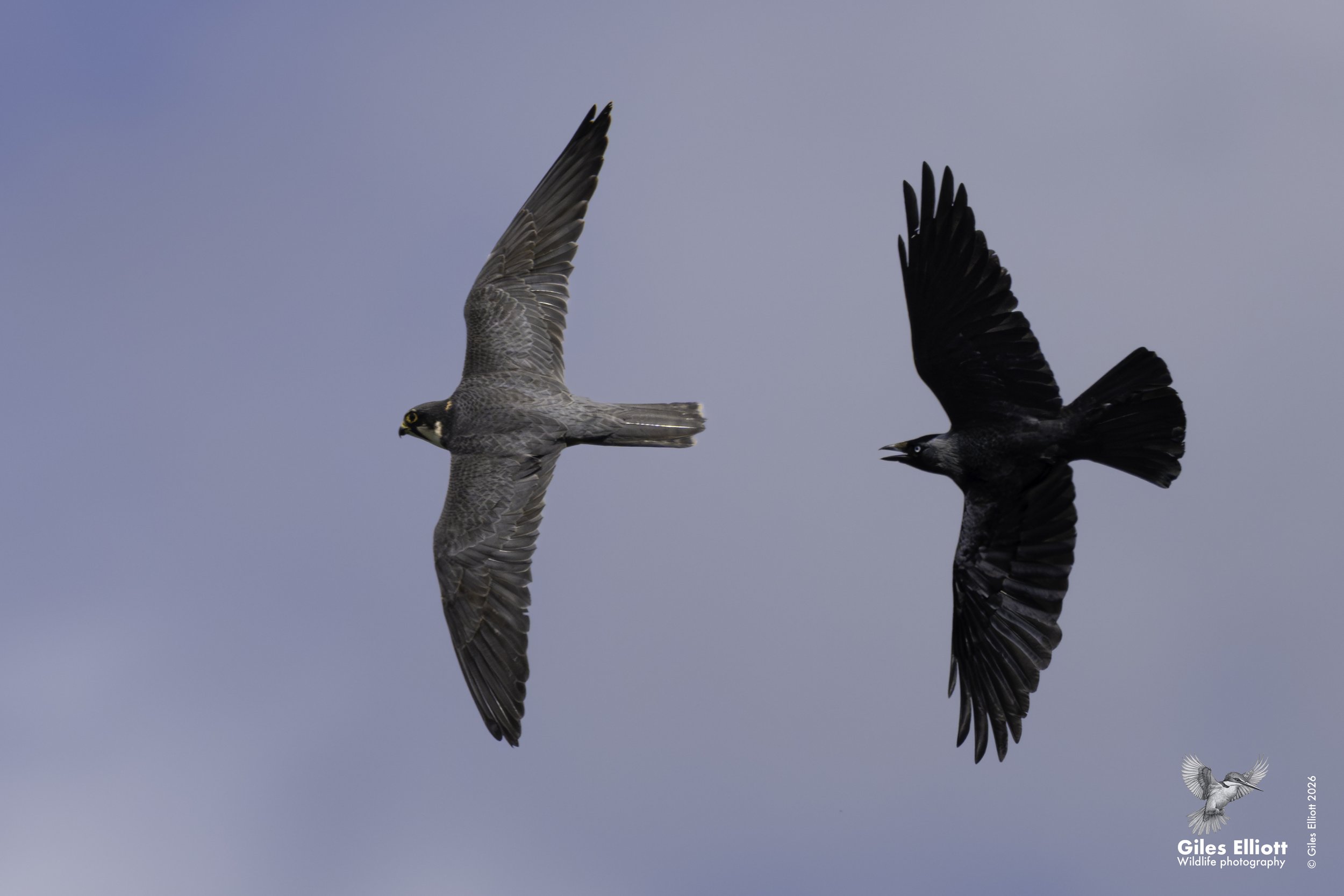 Hobby & crow