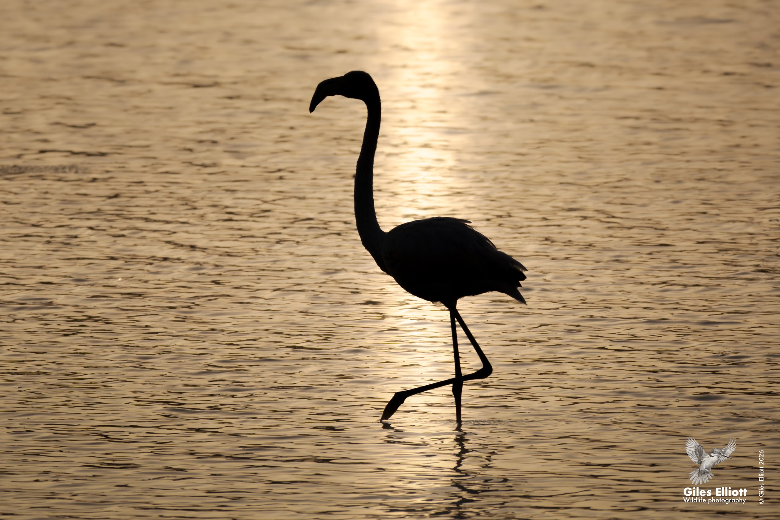 Flamingo