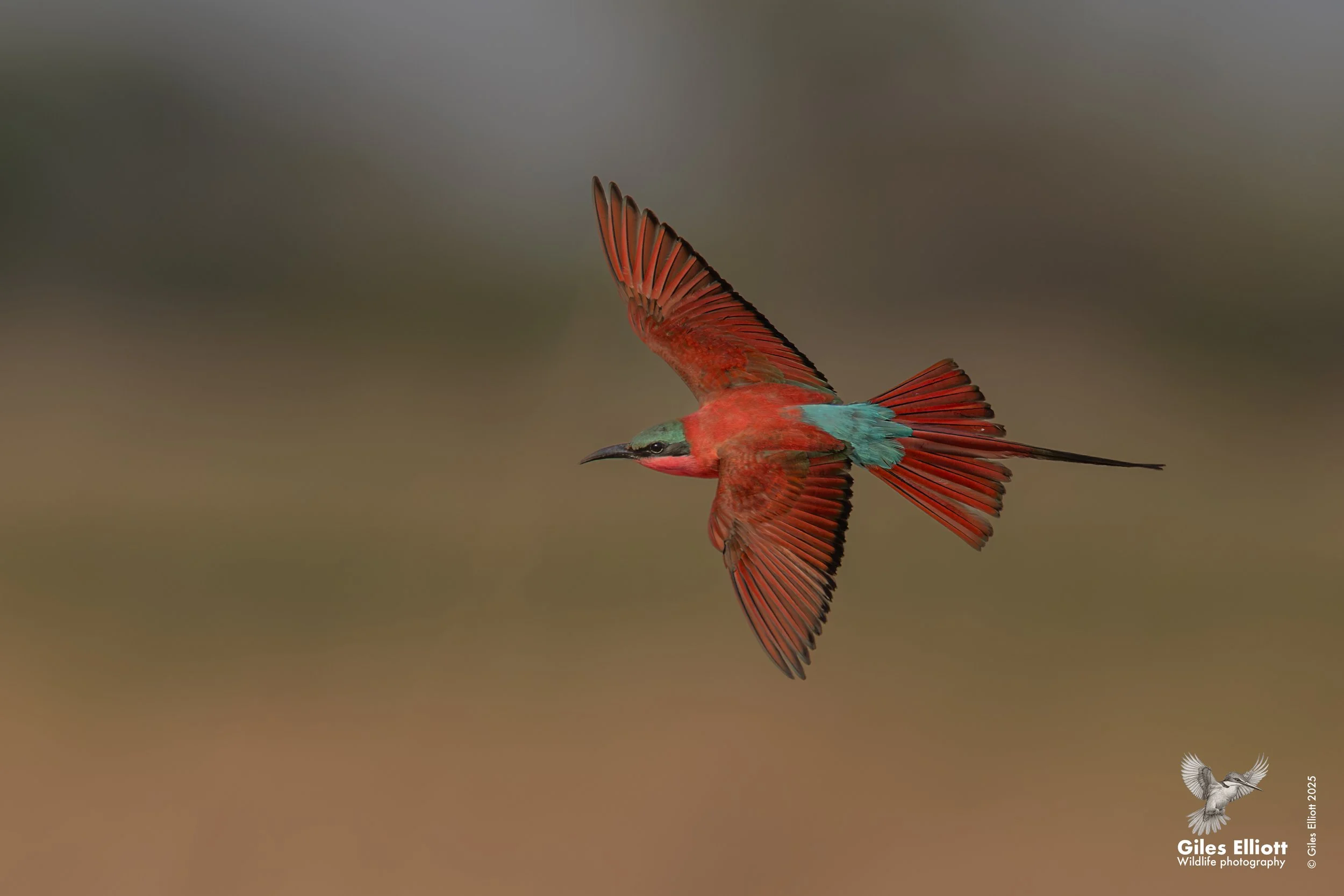 Southern Carmine Bee-eater