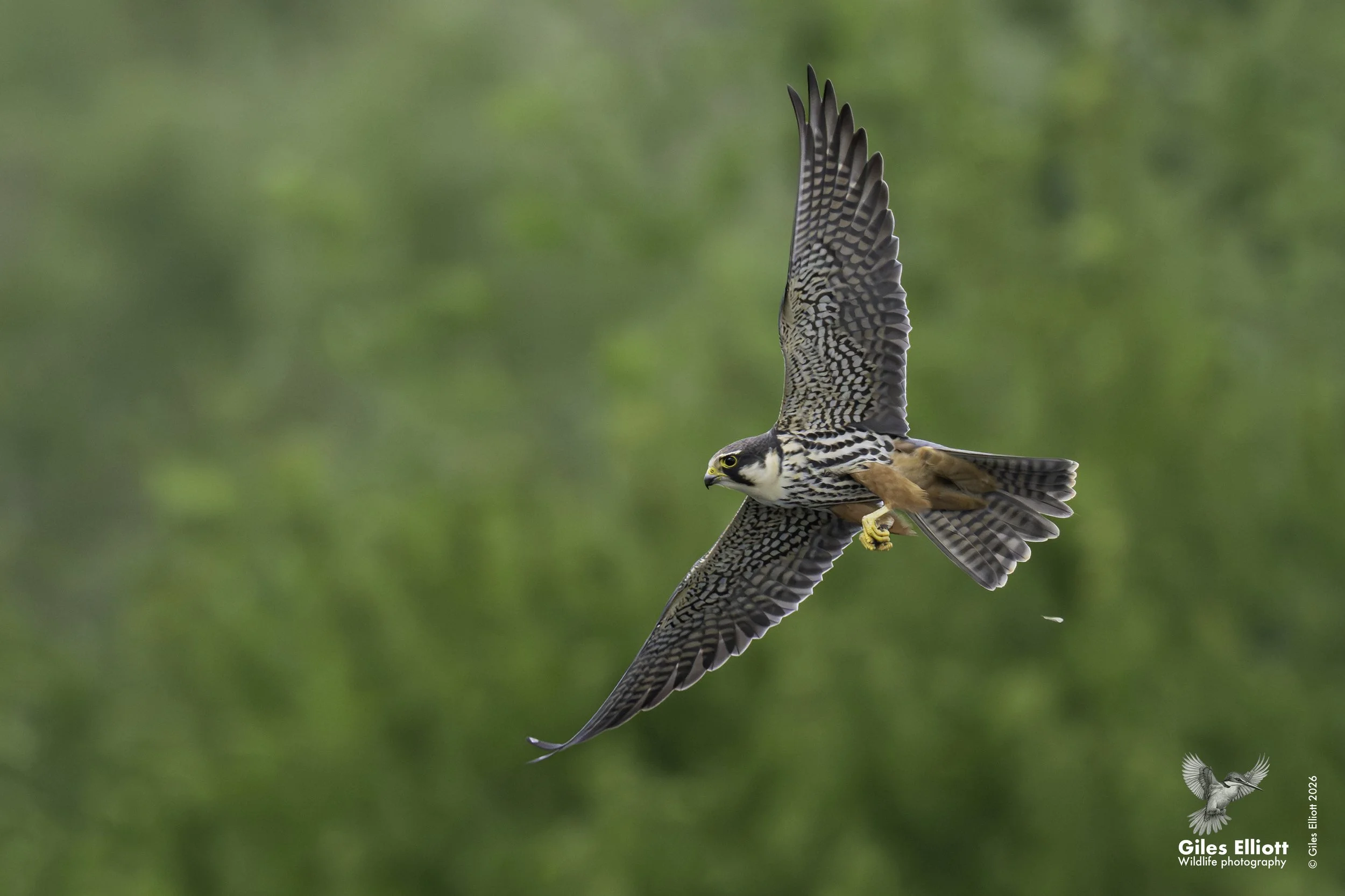 Hobby