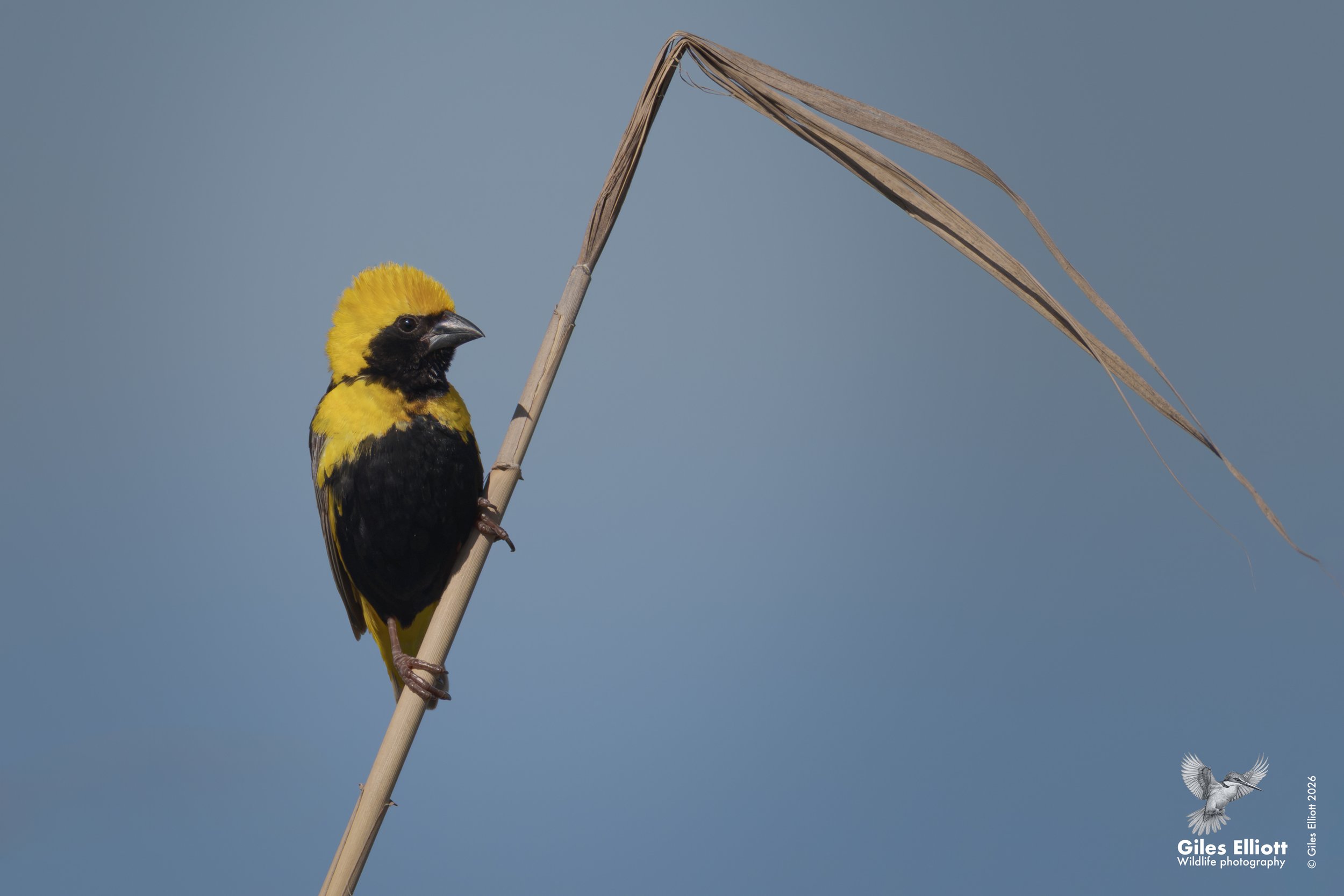 Yellow-crowned bishop