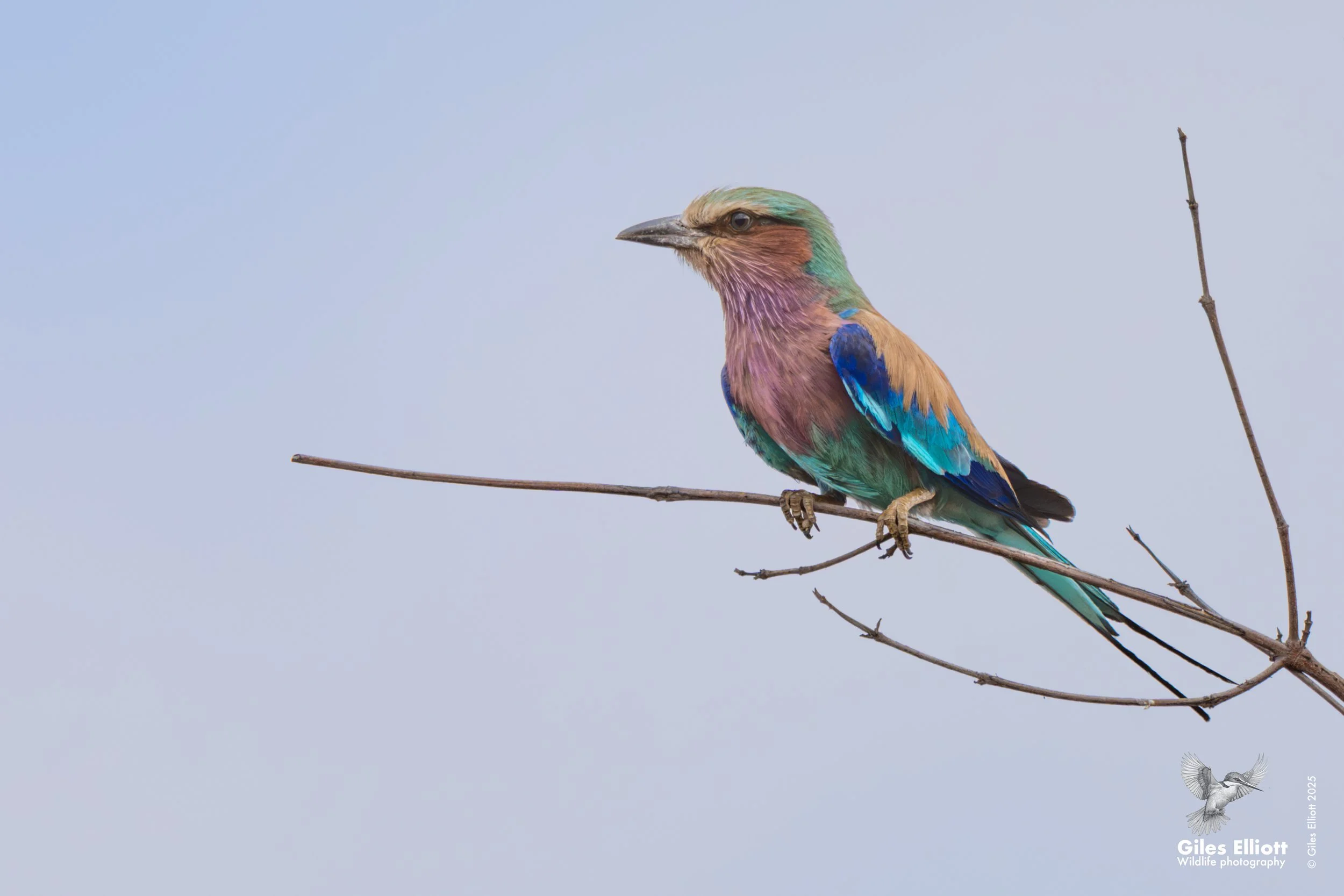 Lilac-breasted roller