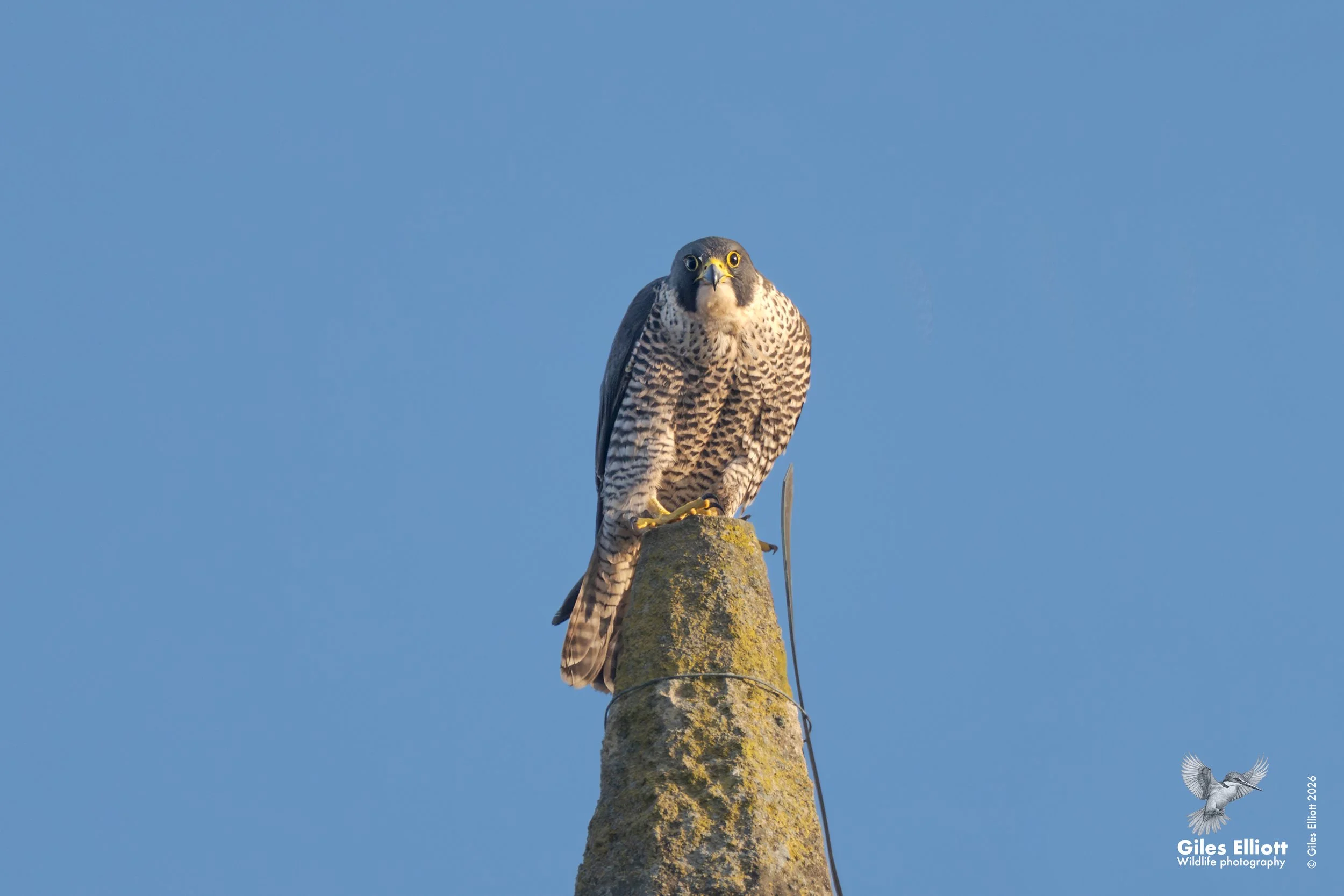 Peregrine falcon