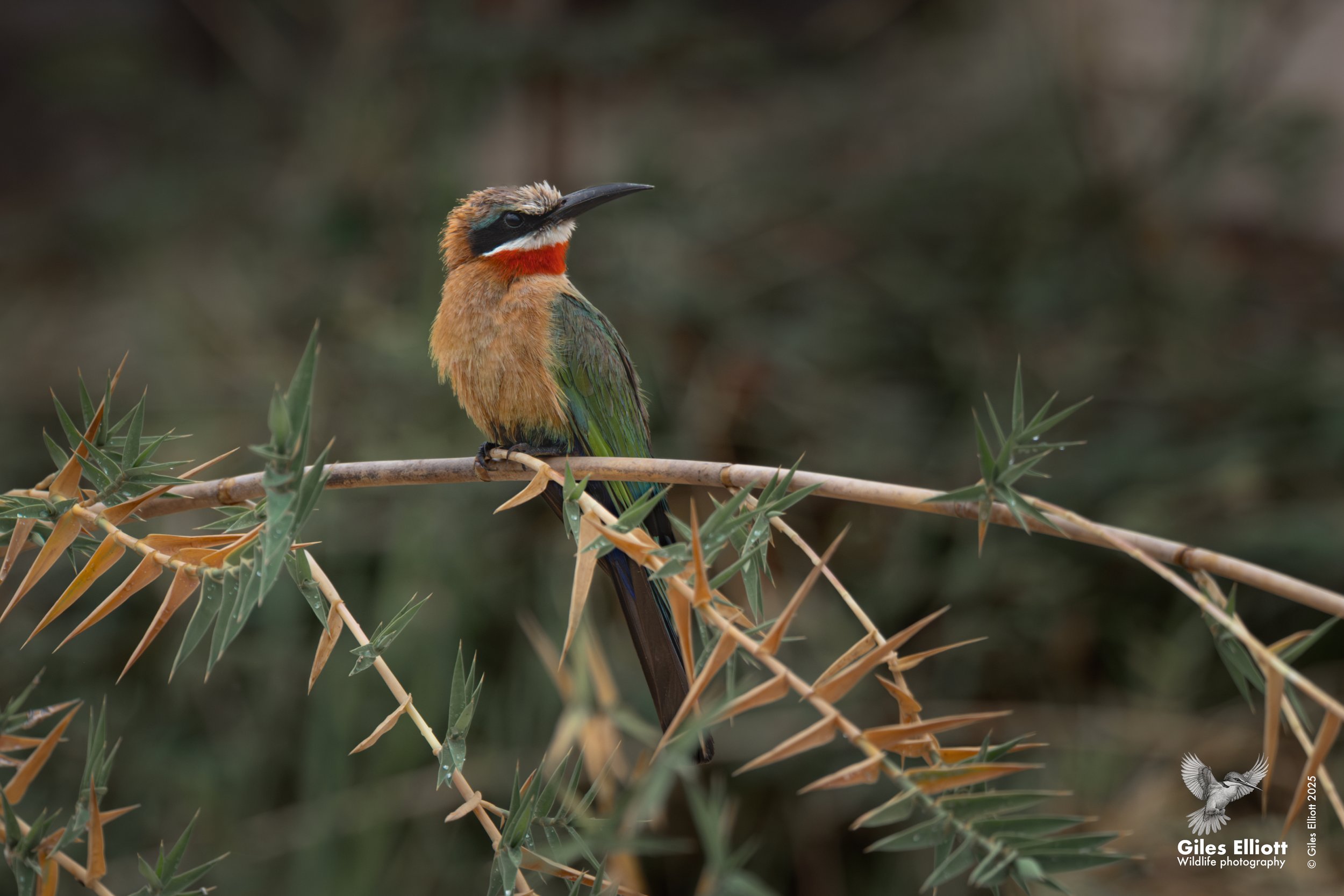 White-fronted bee-eater