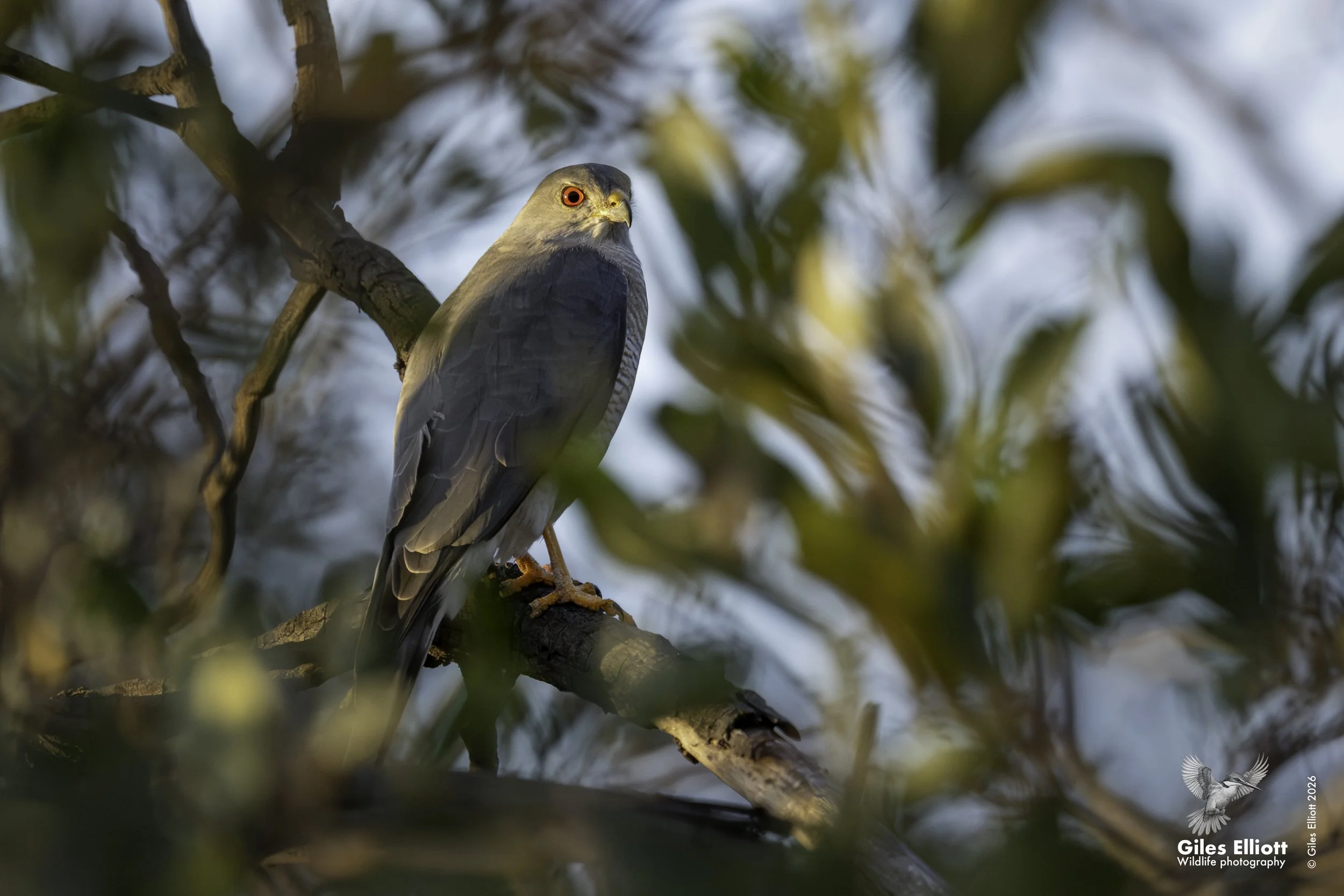 Shikra