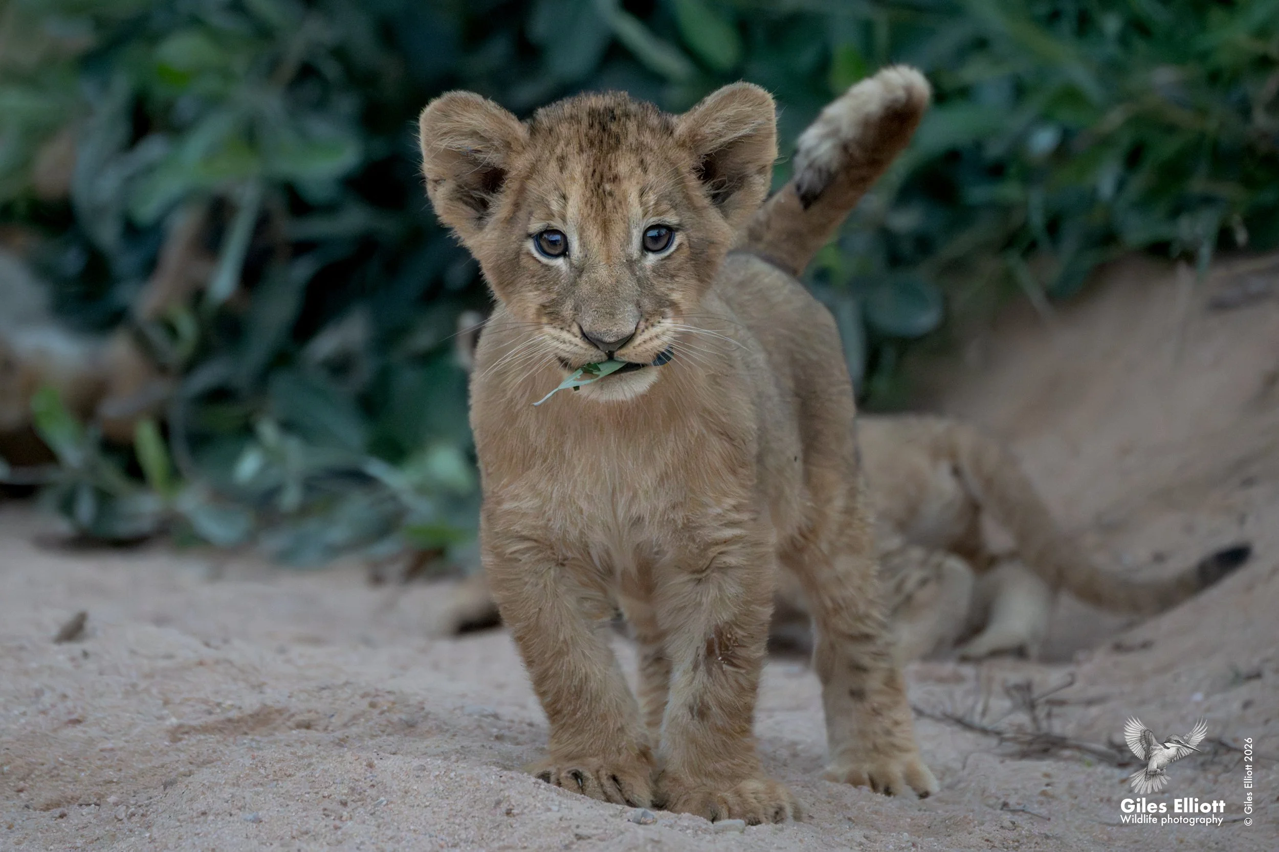 lion cub  24.jpg