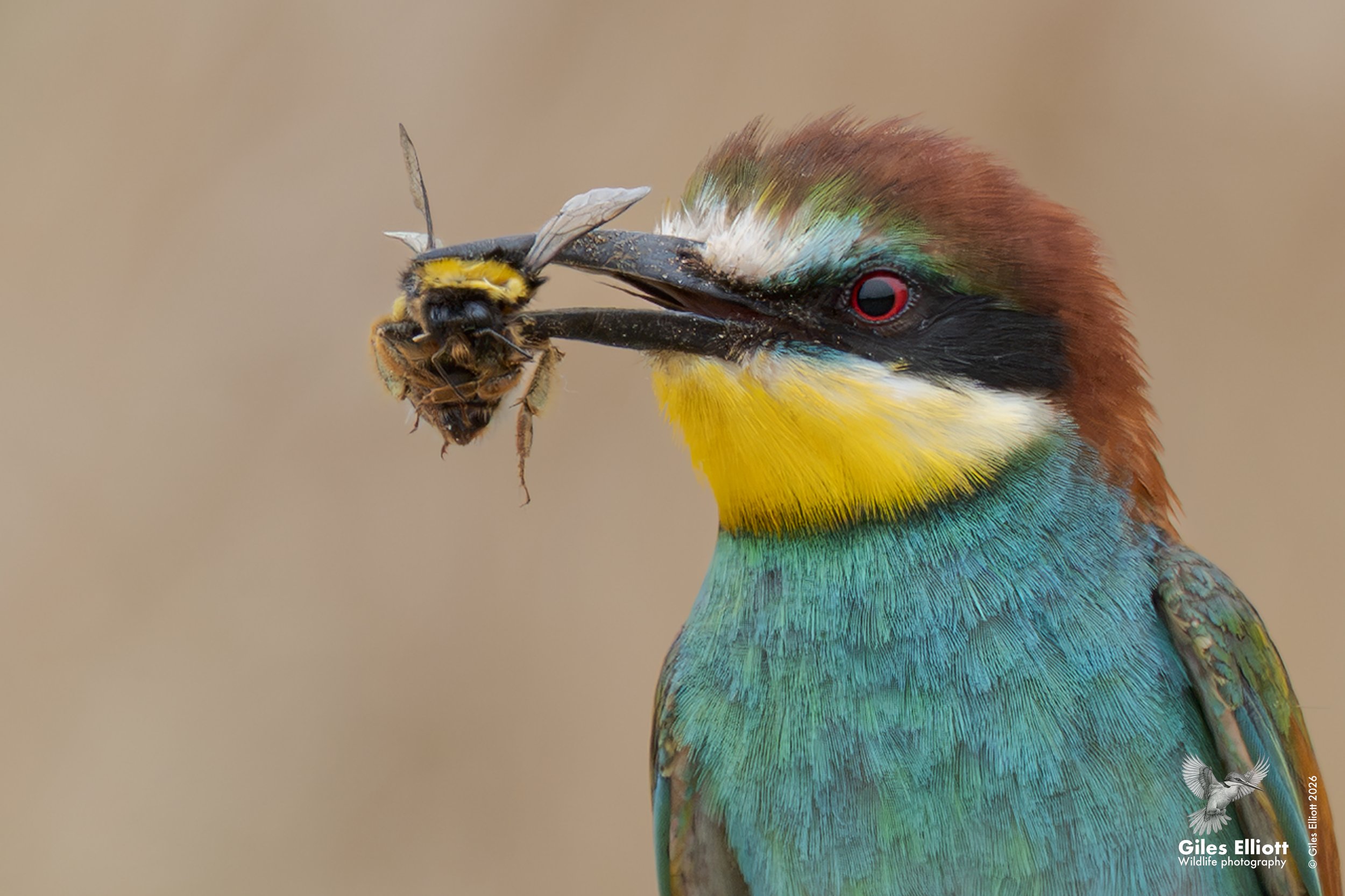 European bee-eater