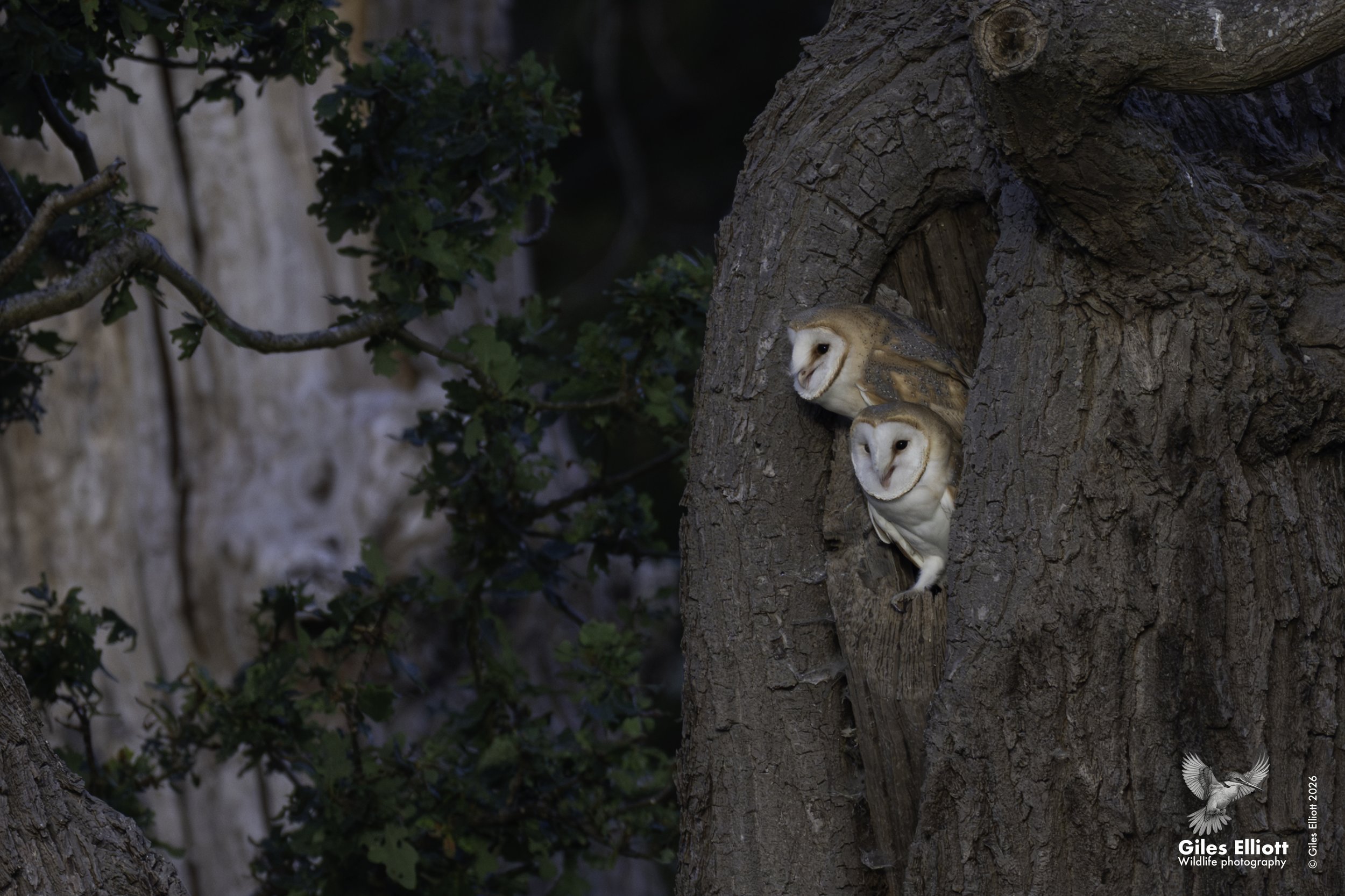 Barn owl