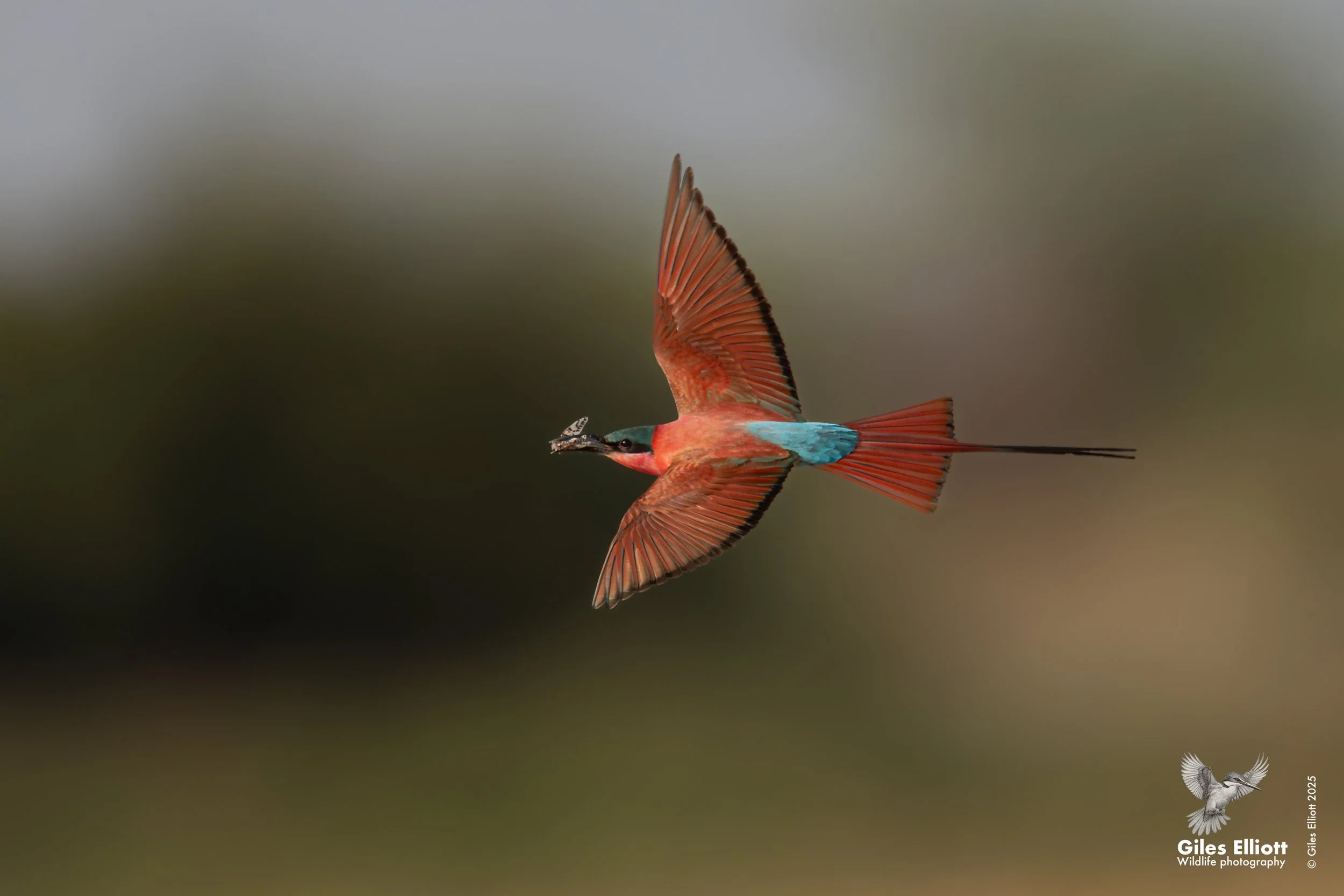 Southern Carmine Bee-eater