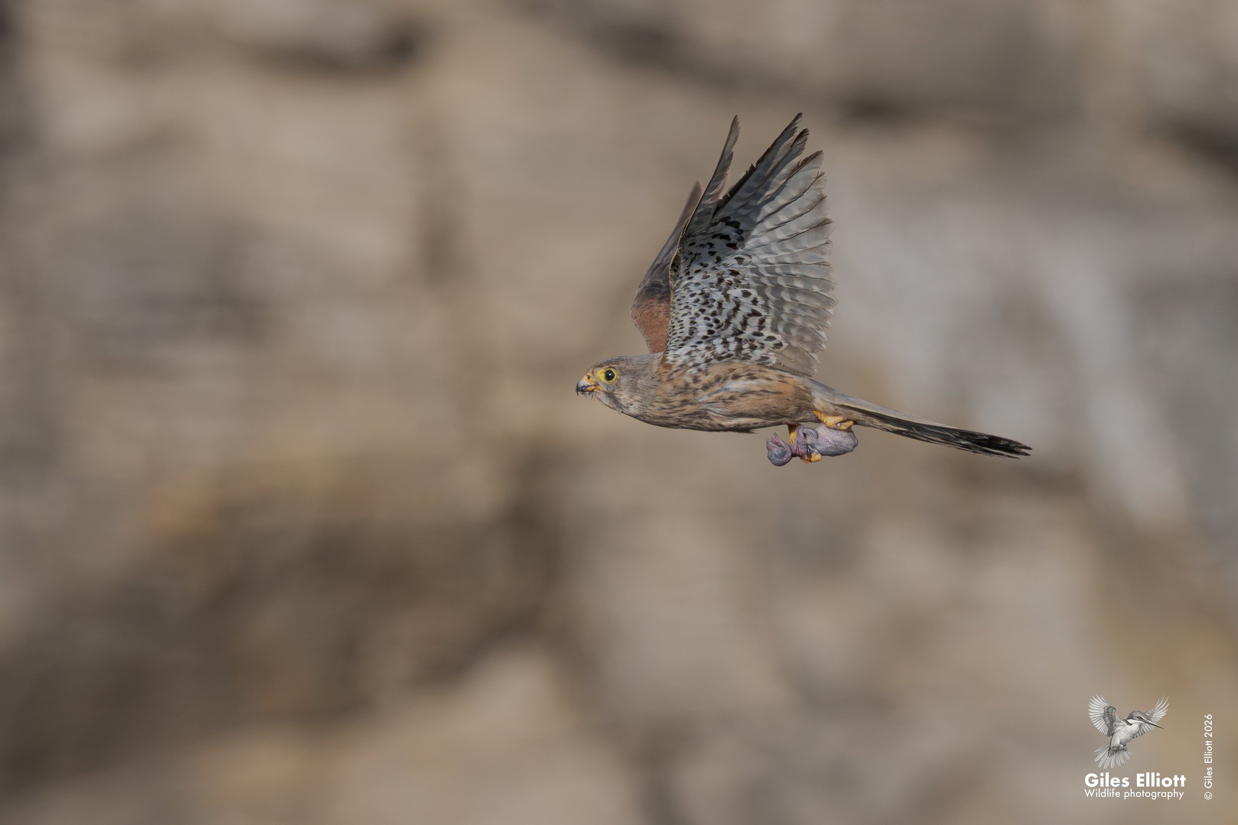 Common Kestrel 